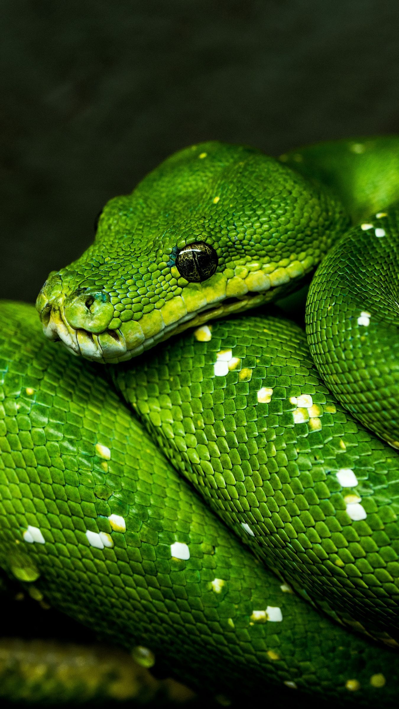Download wallpaper 1350x2400 snake, green, reptile, wildlife