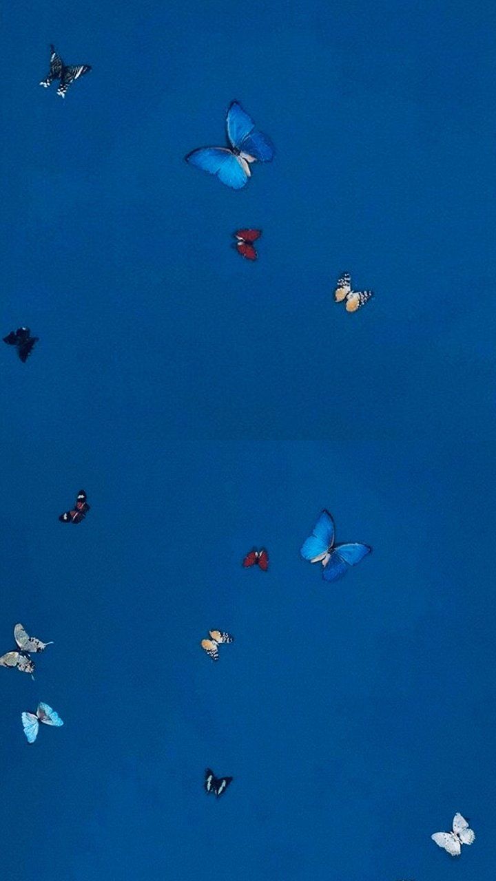 iPhone Blue Butterfly Wallpaper