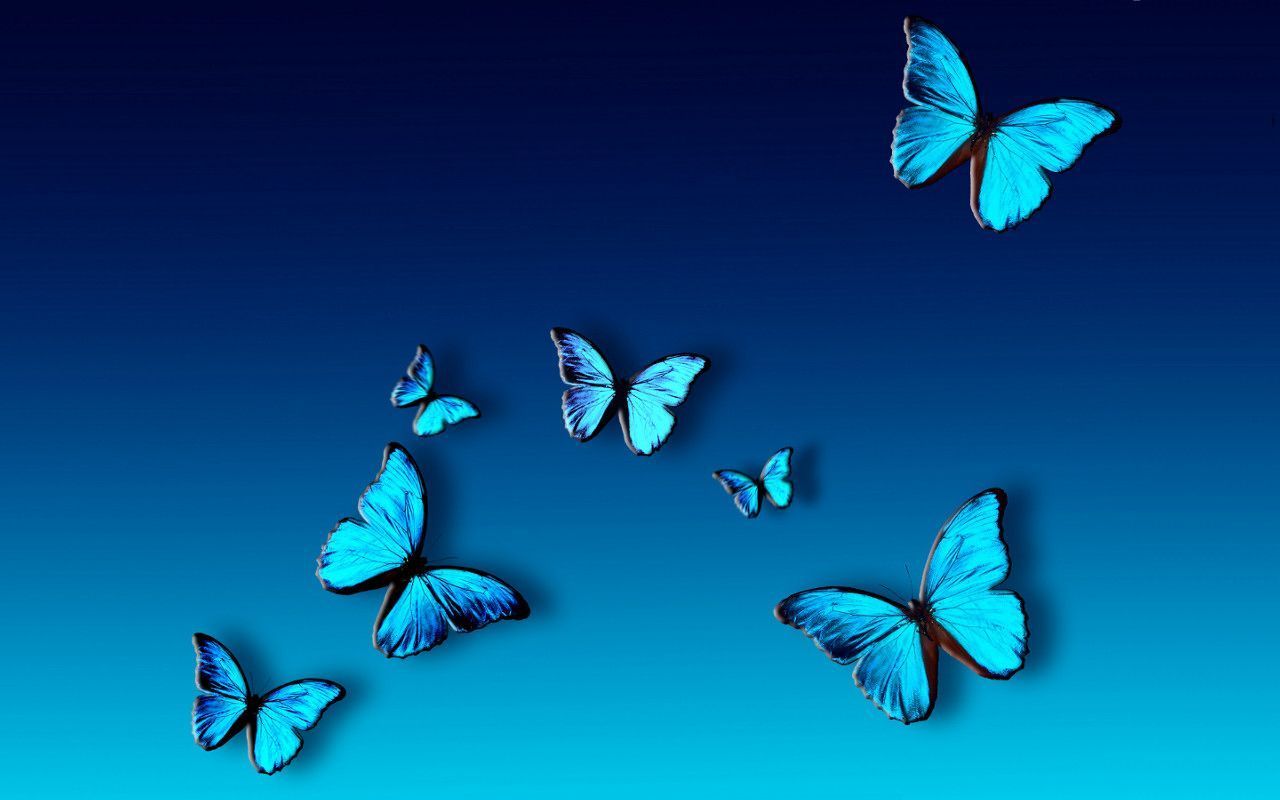 HD wallpaper Blue Butterfly butterlfly graphic color beautiful  flowers  Wallpaper Flare