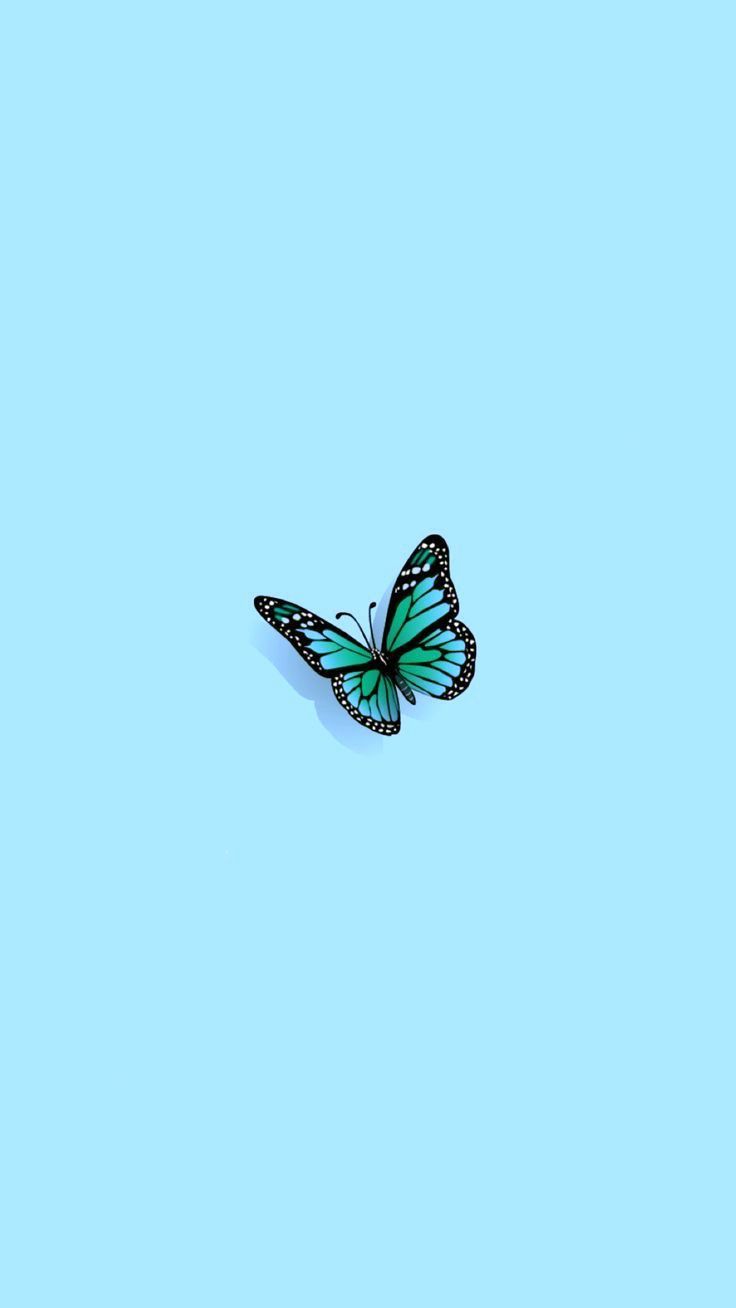 single butterfly wallpaper. Blue aesthetic pastel, Teal wallpaper iphone, Baby blue wallpaper