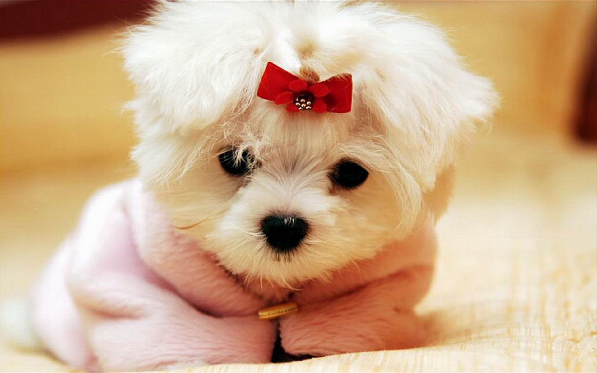 Cute Dog Wallpaper