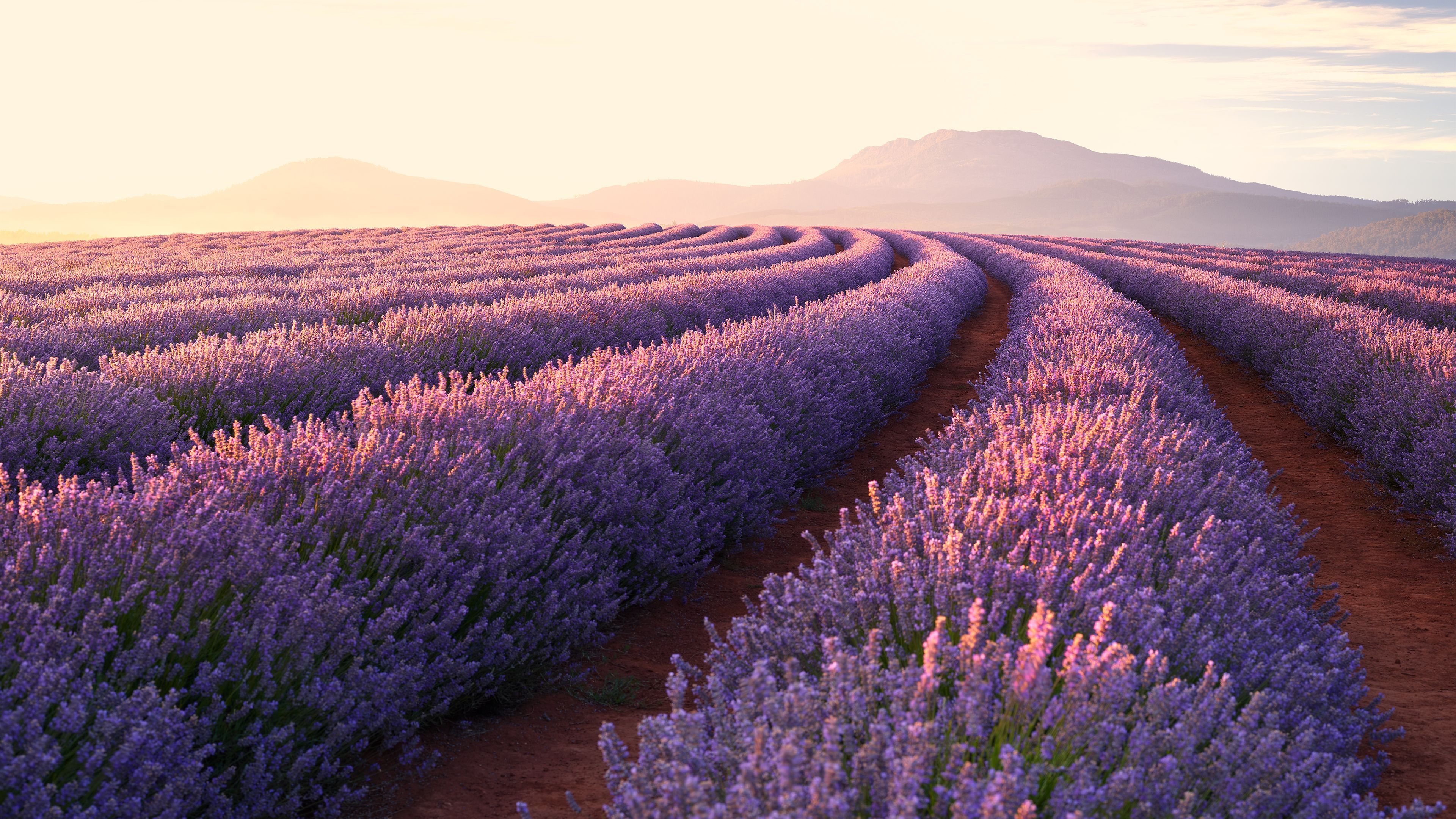 Lavender Fields Wallpapers