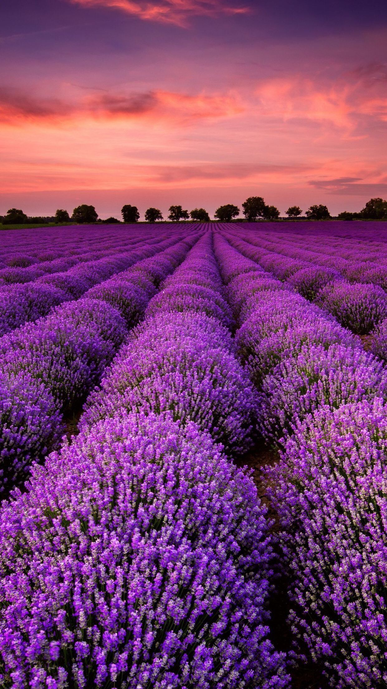 iPhone. Lavender fields, Sunset landscape, Photography prints art