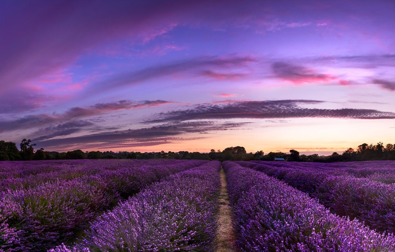 Wallpapers flowers, lavender, plantation, lavender field image for