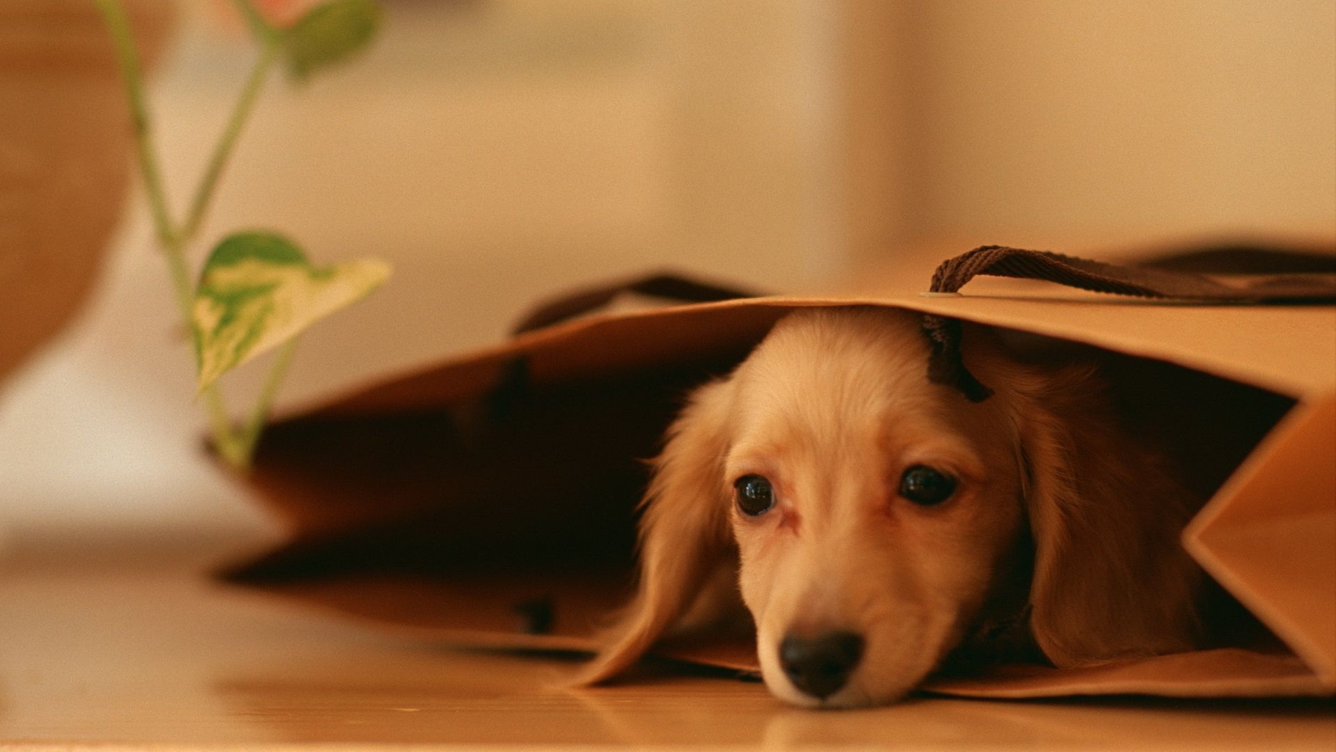 Free download Cute Dog Wallpaper About Doggies [1920x1200]