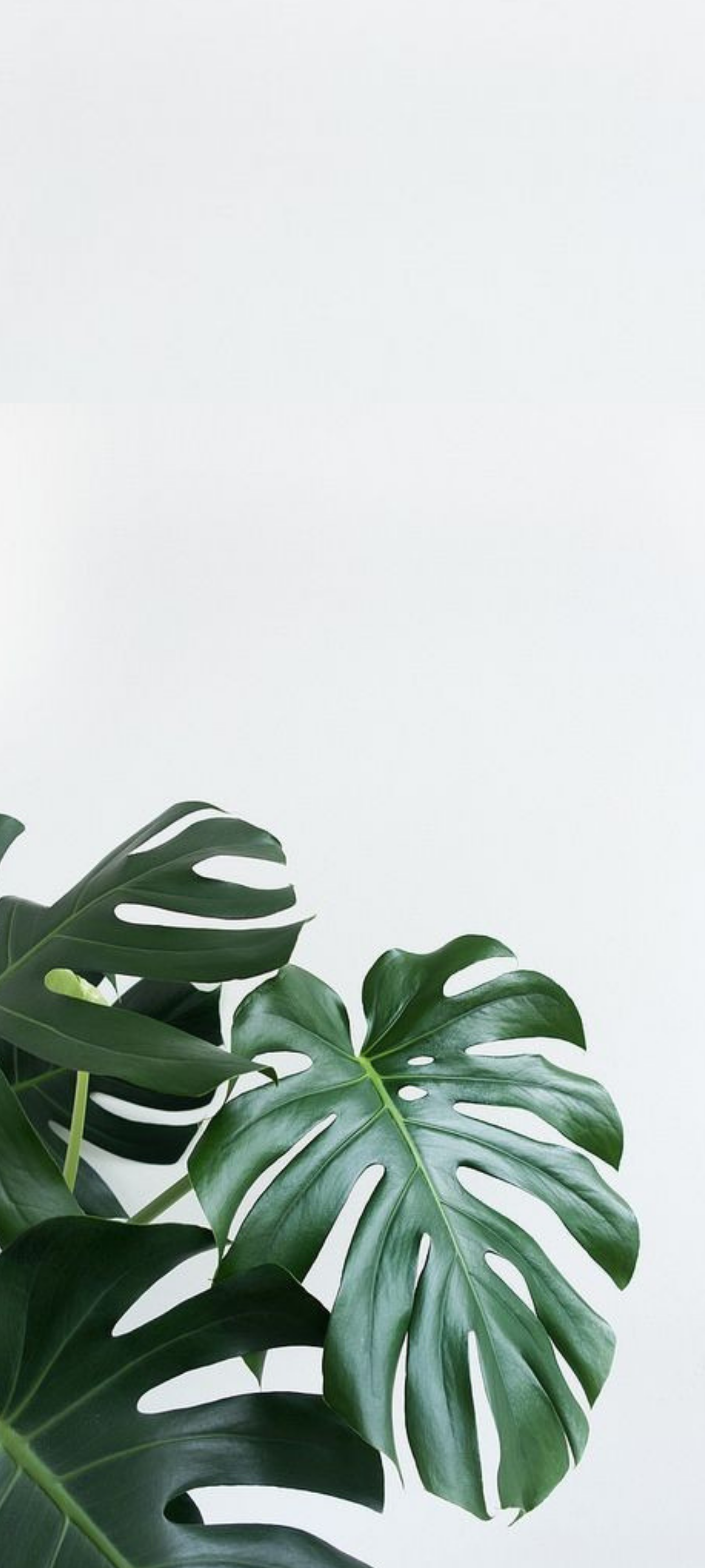 HD Aesthetic Minimal Plant Phone Background. Plant wallpaper