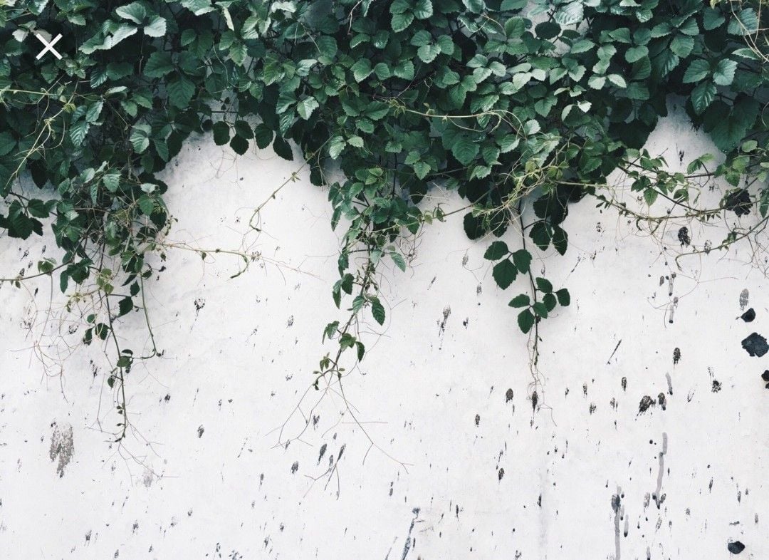 free to use, plant aesthetic, plant wallpaper and plant geek