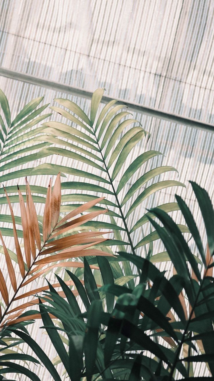 Rabik on Twitter. Aesthetic iphone wallpaper, Plant wallpaper, Tumblr wallpaper