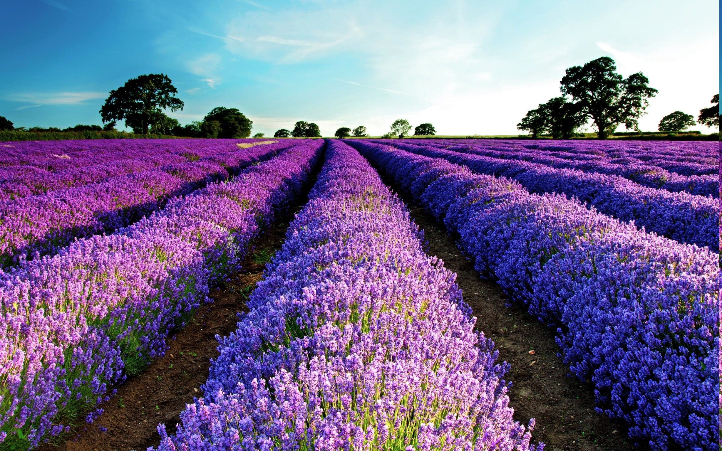 Lavender Field Wallpaper HD. HD