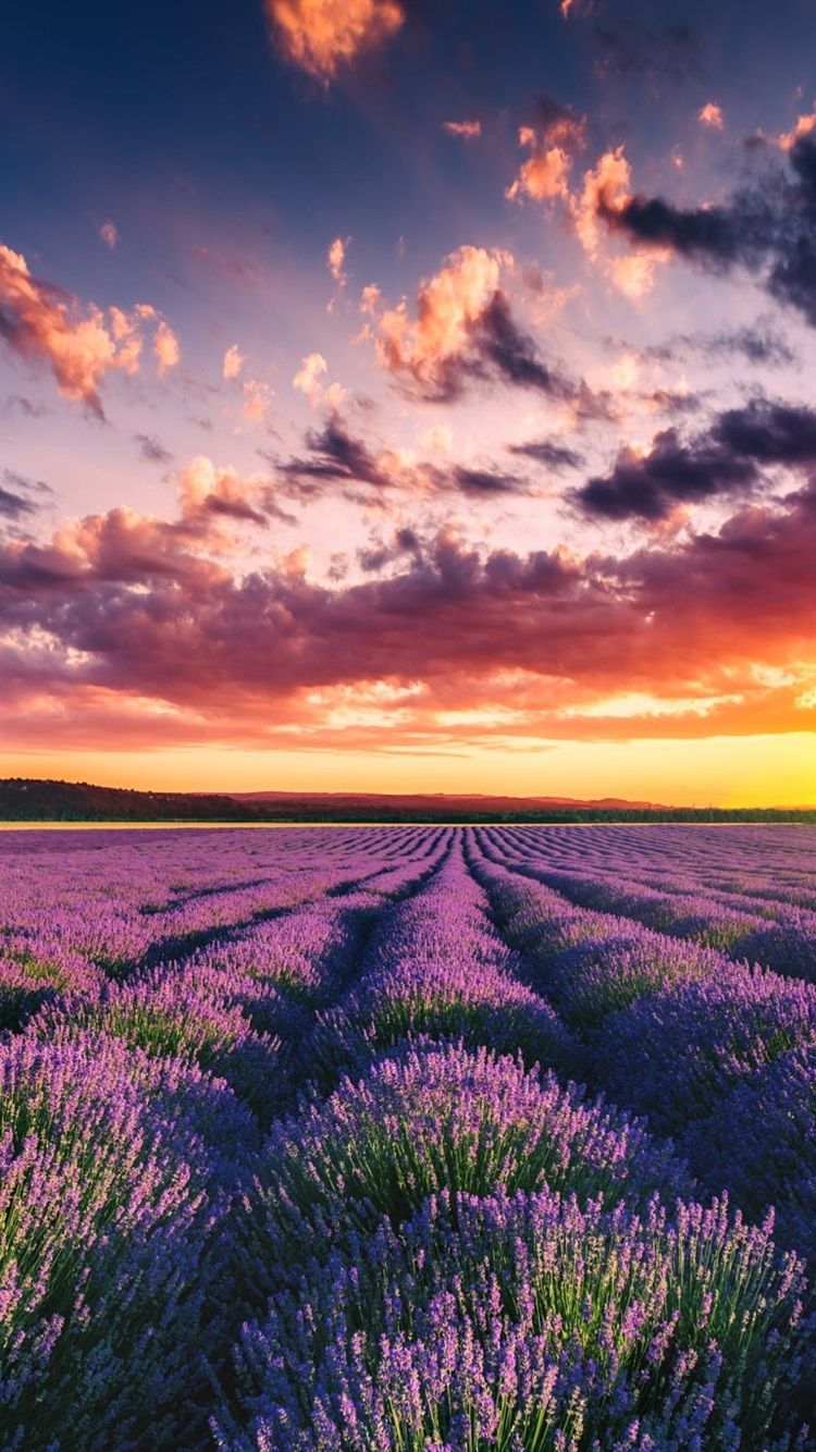 Wallpapers Beautiful lavender field, flowers, summer, sunset