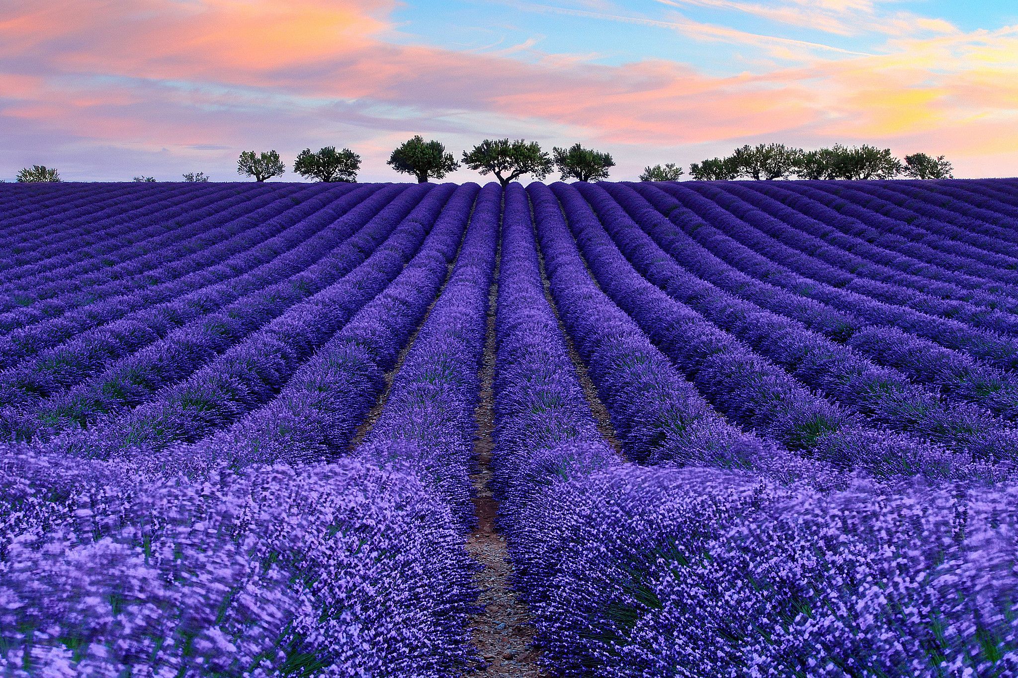 Lavender field. Watch broad backgrounds beautiful scenery for a