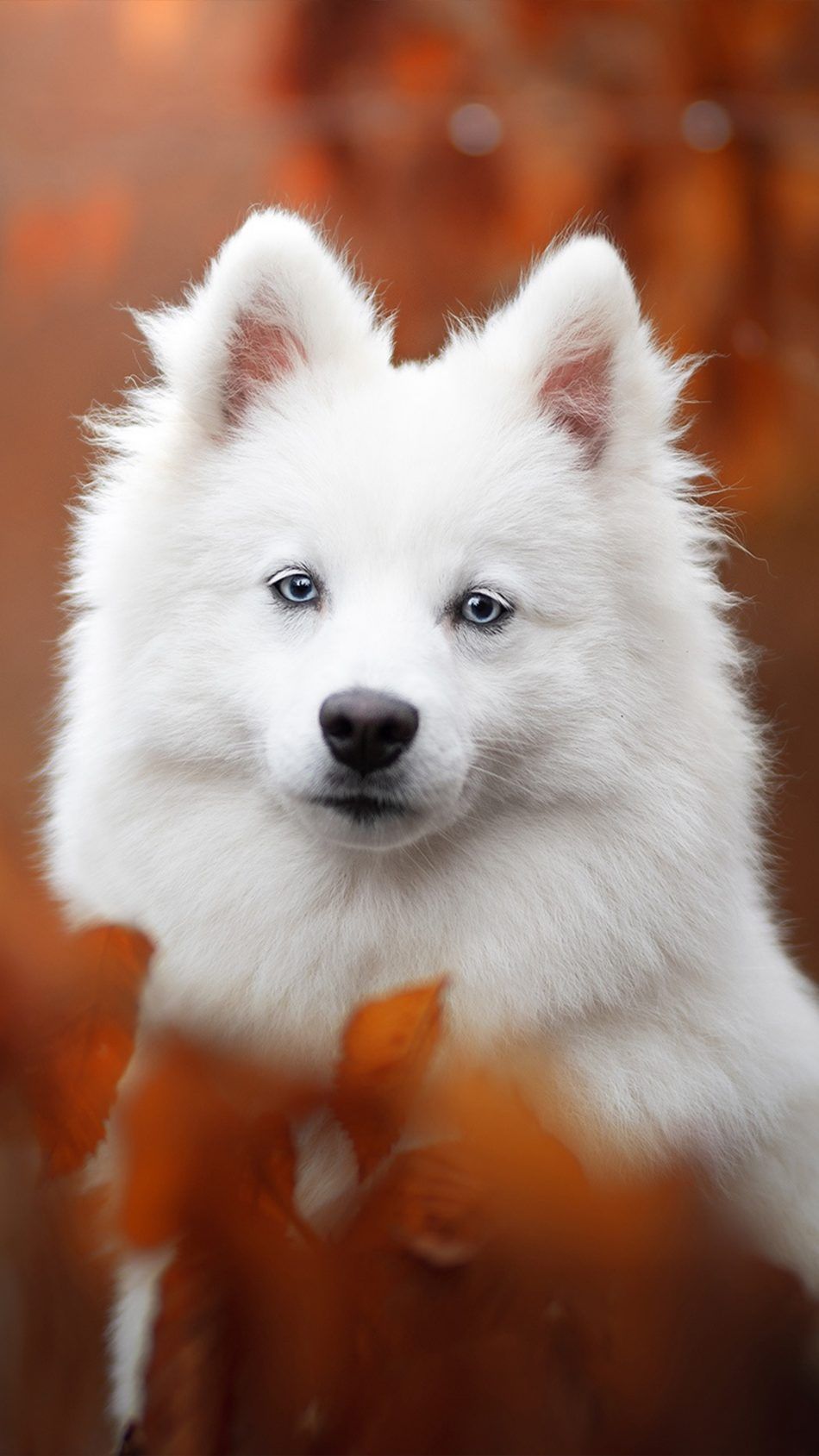 Spitz Pet Dog 4K Ultra HD Mobile Wallpaper. Cute baby animals, Cute animals, Baby animals