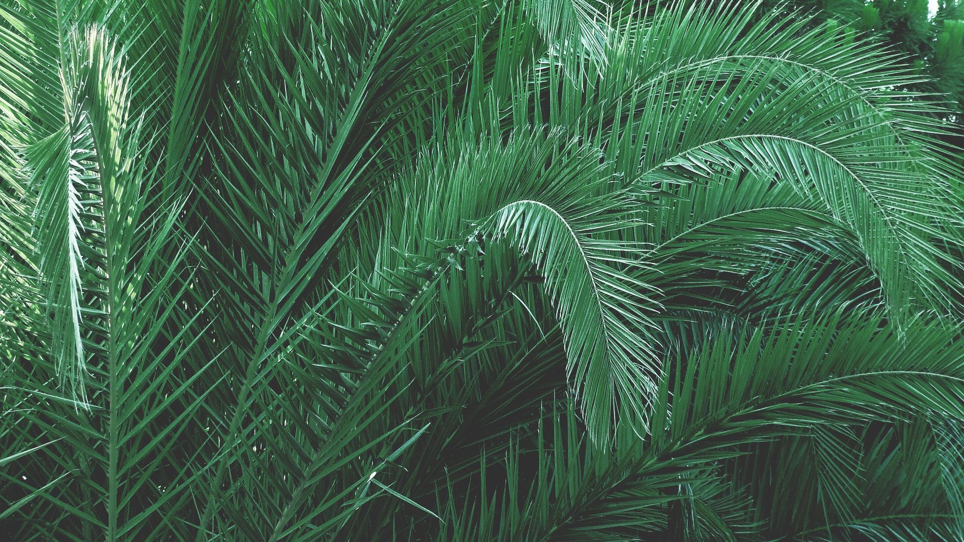 Free download Plants Aesthetic PC Wallpaper Top Free Plants Aesthetic PC [1920x1080] for your Desktop, Mobile & Tablet. Explore Aesthetic Green PC Wallpaper. Green Wallpaper Green Green Lmage, Green