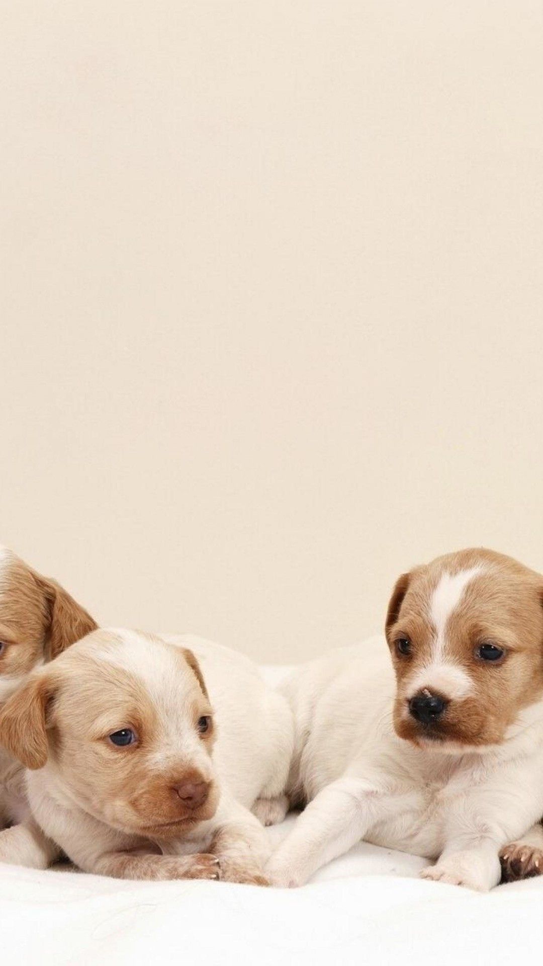 Cute Dogs HD Wallpaper for OnePlus 3