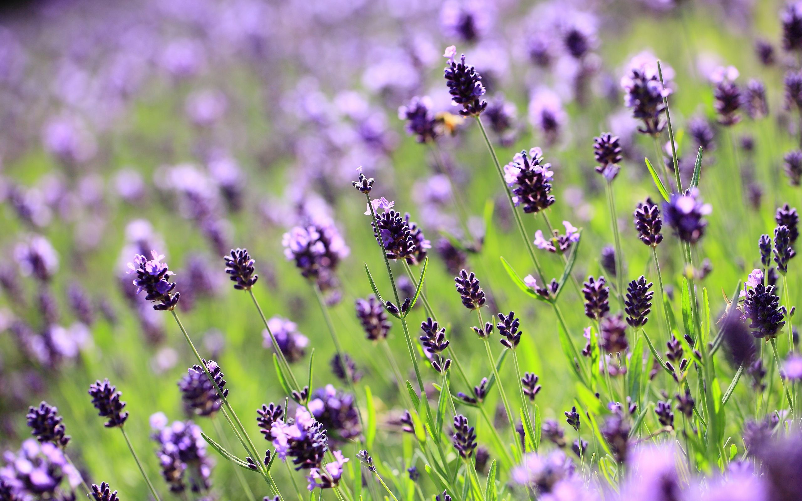 Lilac lavender field wallpapers