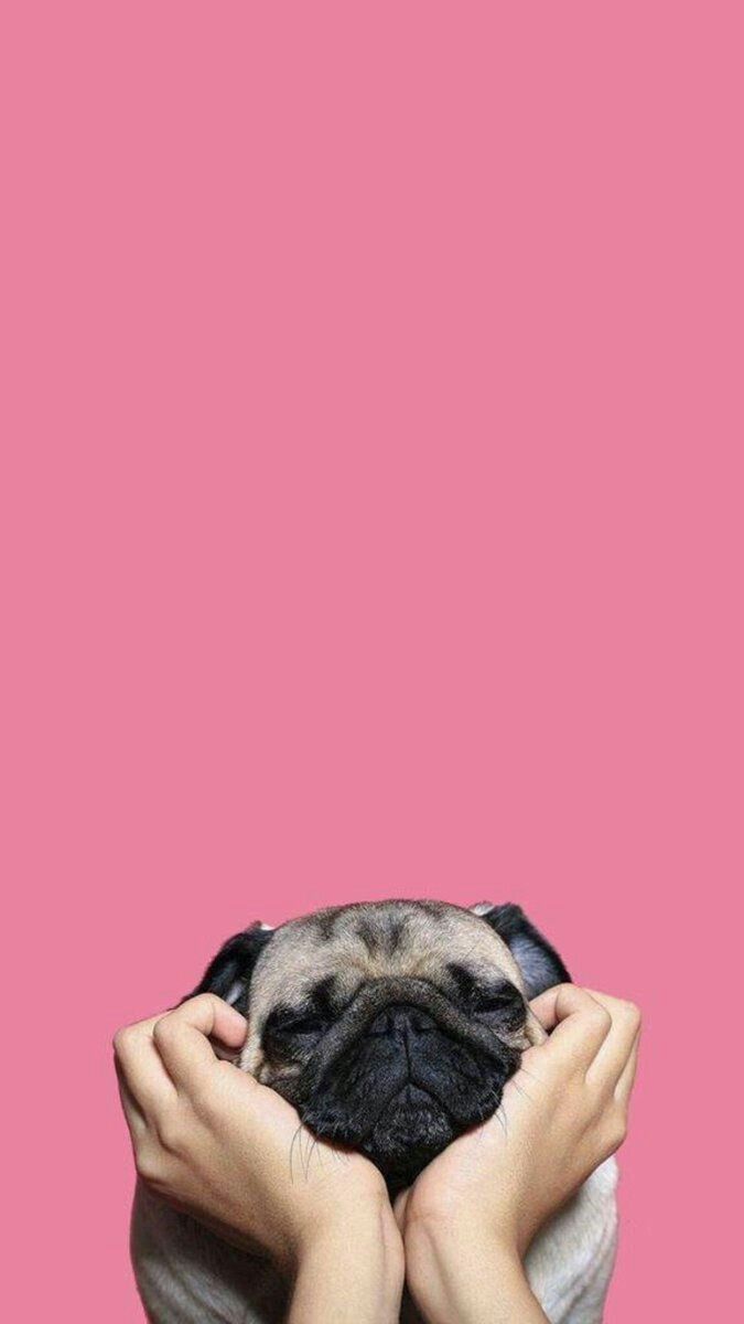 Wallpaper. Fond ecran animaux, Fond d'écran téléphone, Image