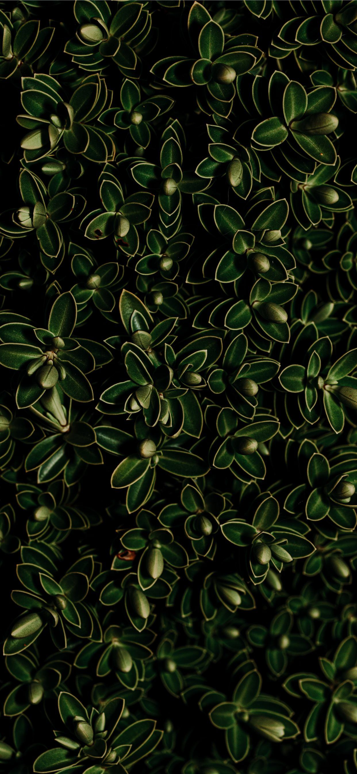 green leaf plant iPhone Wallpaper Free Download