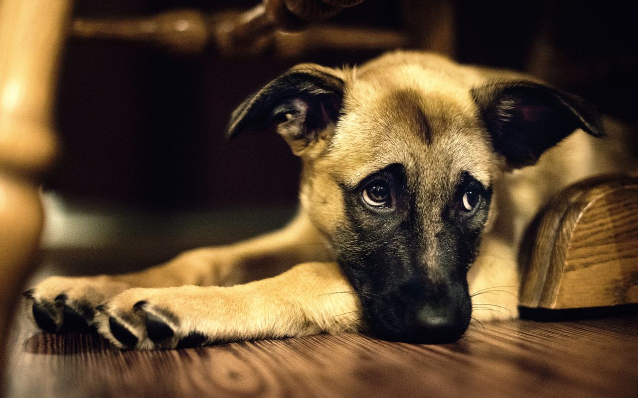 Free download Cute Dog Wallpaper About Doggies [1280x800]