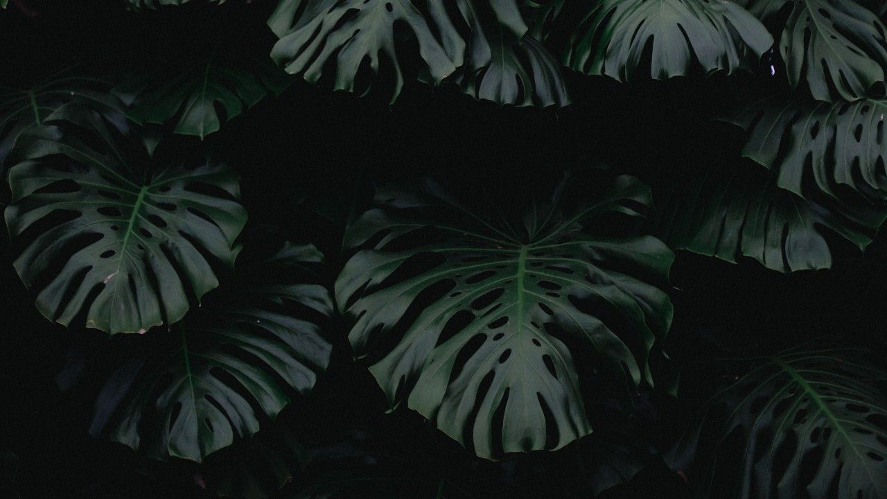leaf, green, dark, plant wallpaper. Hijau, Latar belakang, Lukisan cat air