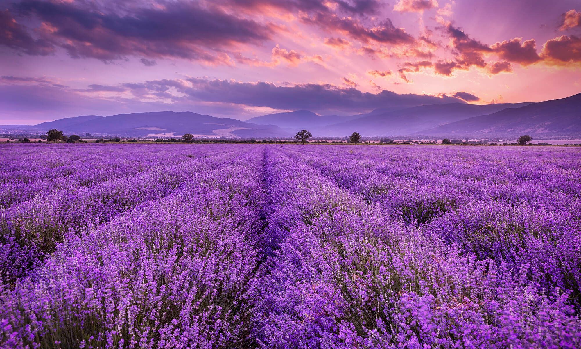 Lavender Nike Sneakers Cheaper Than Retail Price Buy Clothing Lavender Nike Sneakers Cheaper Than Retail Price Buy Clothing
