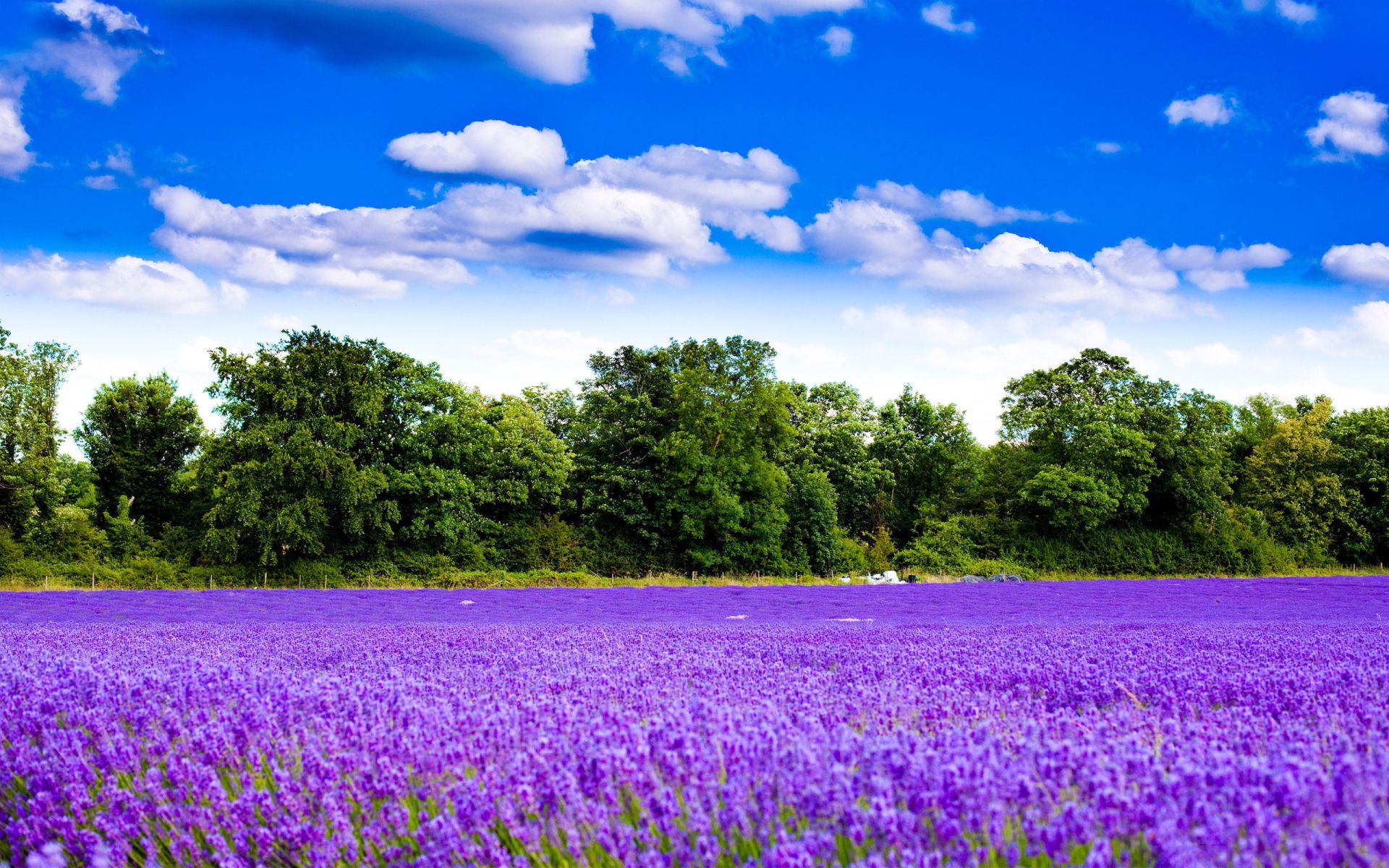 Purple lavender field wallpapers