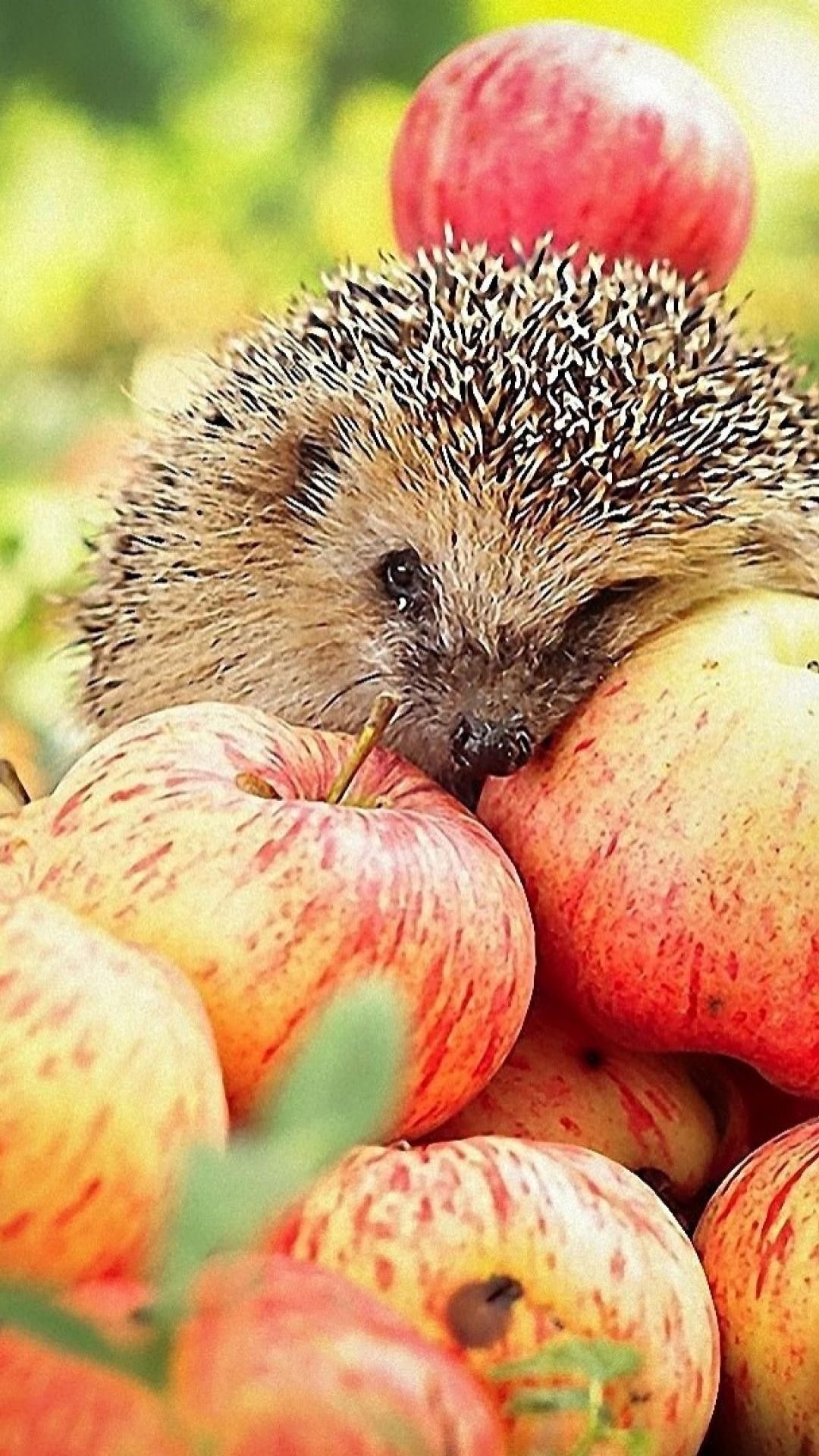Hedgehog Wallpaper 03 Best Free Hedgehog Image For Mac on