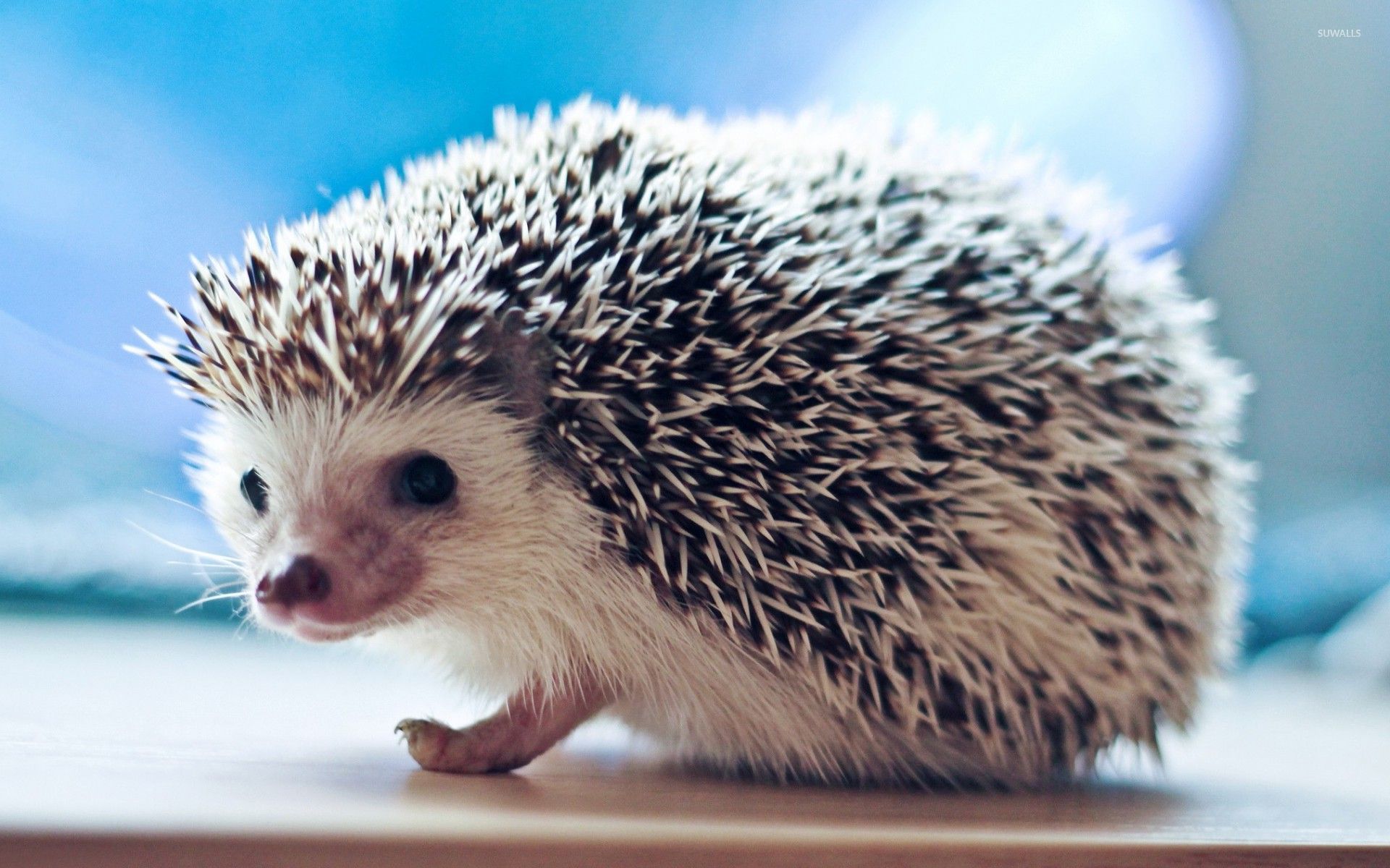 Hedgehog Wallpaper