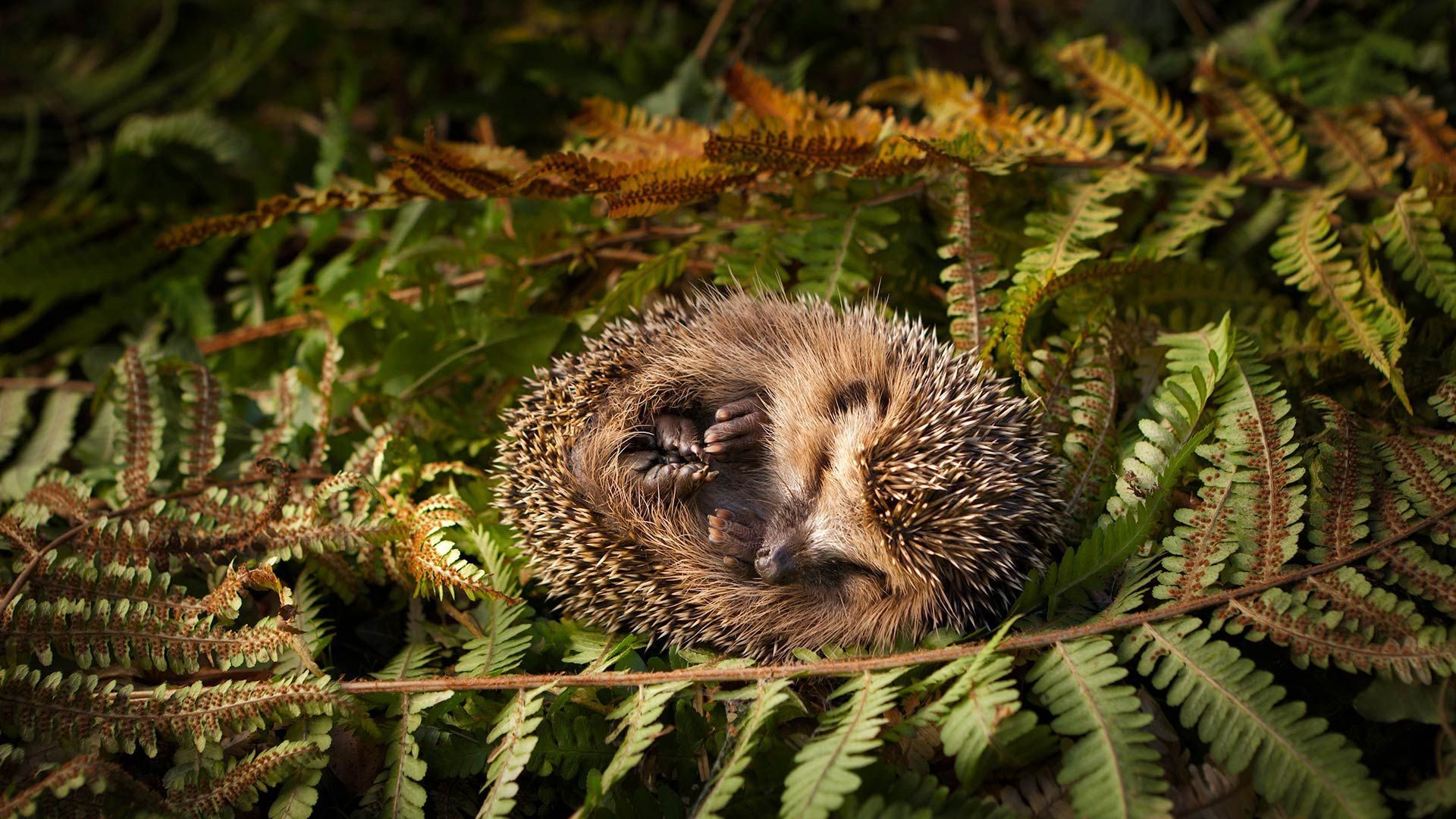 Baby Hedgehog (© Lorenzo104 Getty Image)(Bing United States