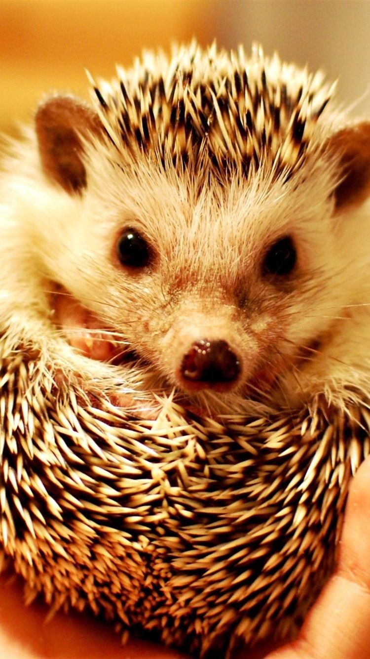 Wallpaper Hedgehog in hand 1920x1440 HD Picture, Image