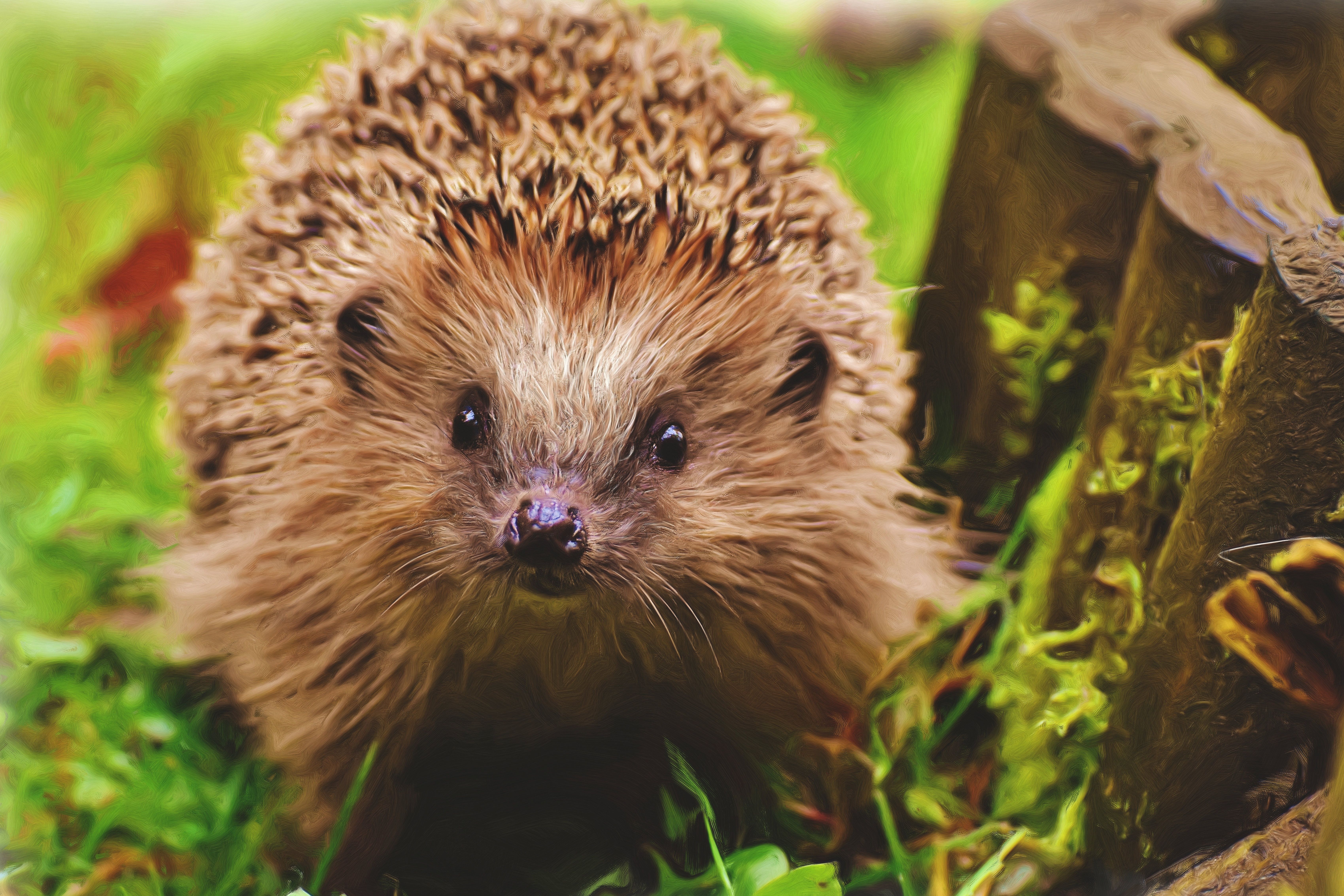 Close Up Photography Of Brown Hedgehog · Free
