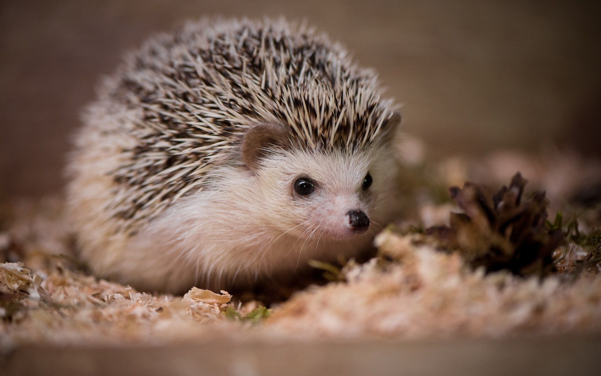 Hedgehog Summer Wallpapers - Wallpaper Cave