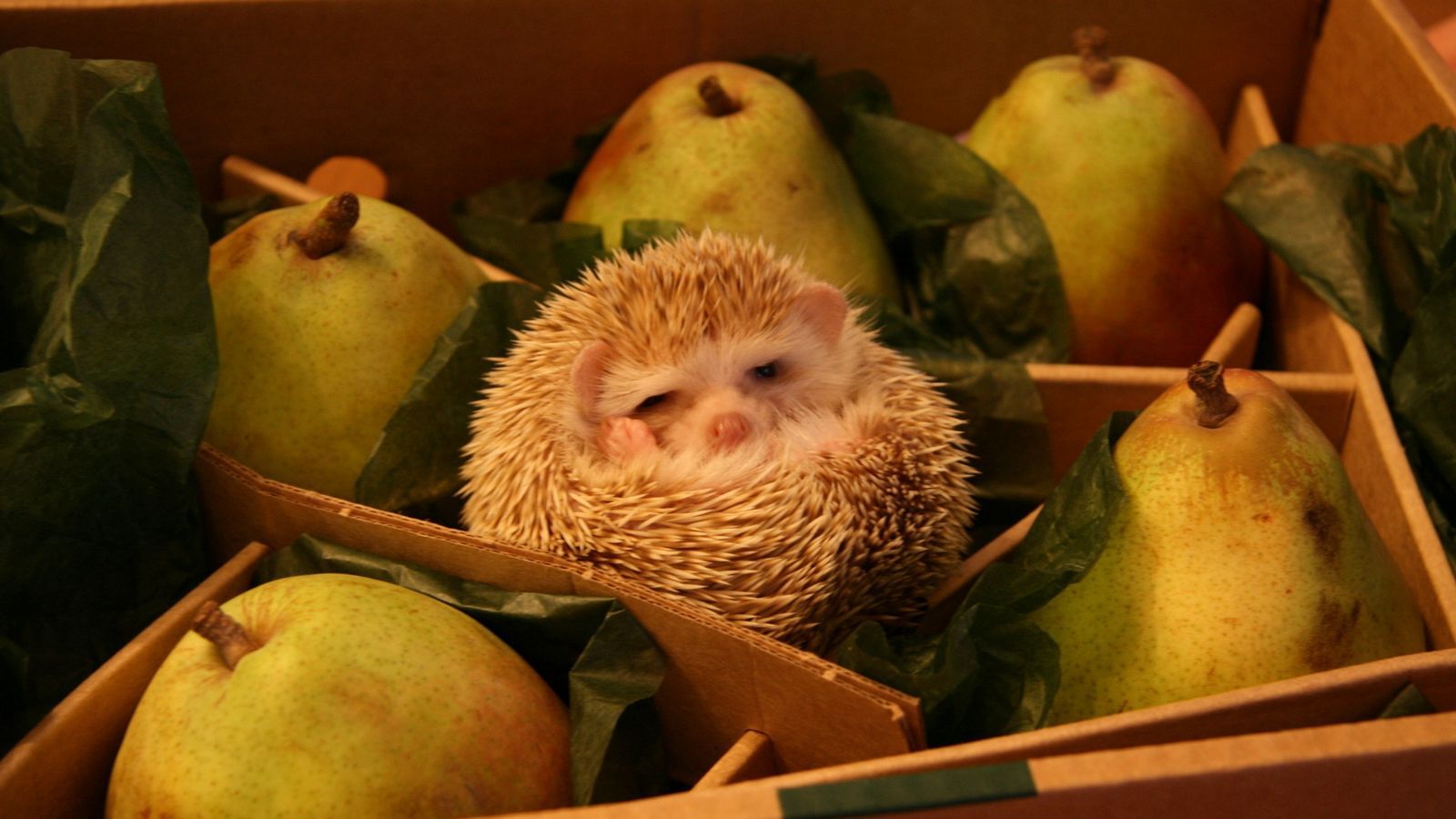 Download wallpaper 1600x900 funny, box, hedgehog, pears widescreen