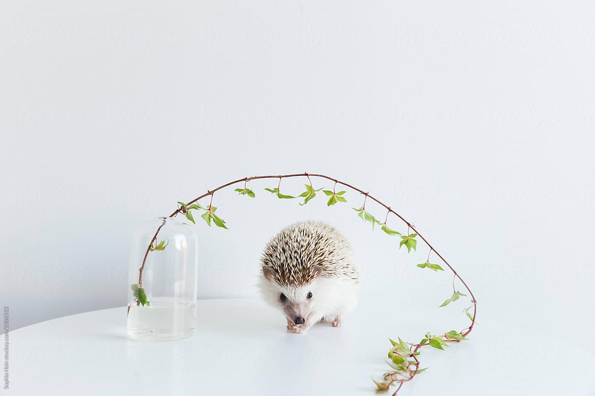 Very cute African Pygmy hedgehog on white background with ivy