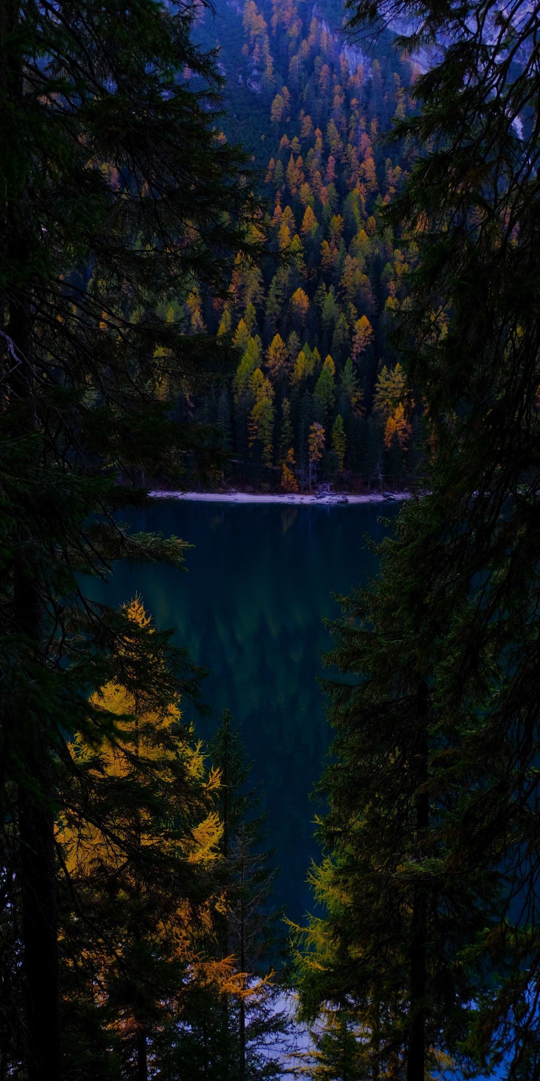 Forest, nature, autumn, lake, green trees, 1080x2160 wallpaper
