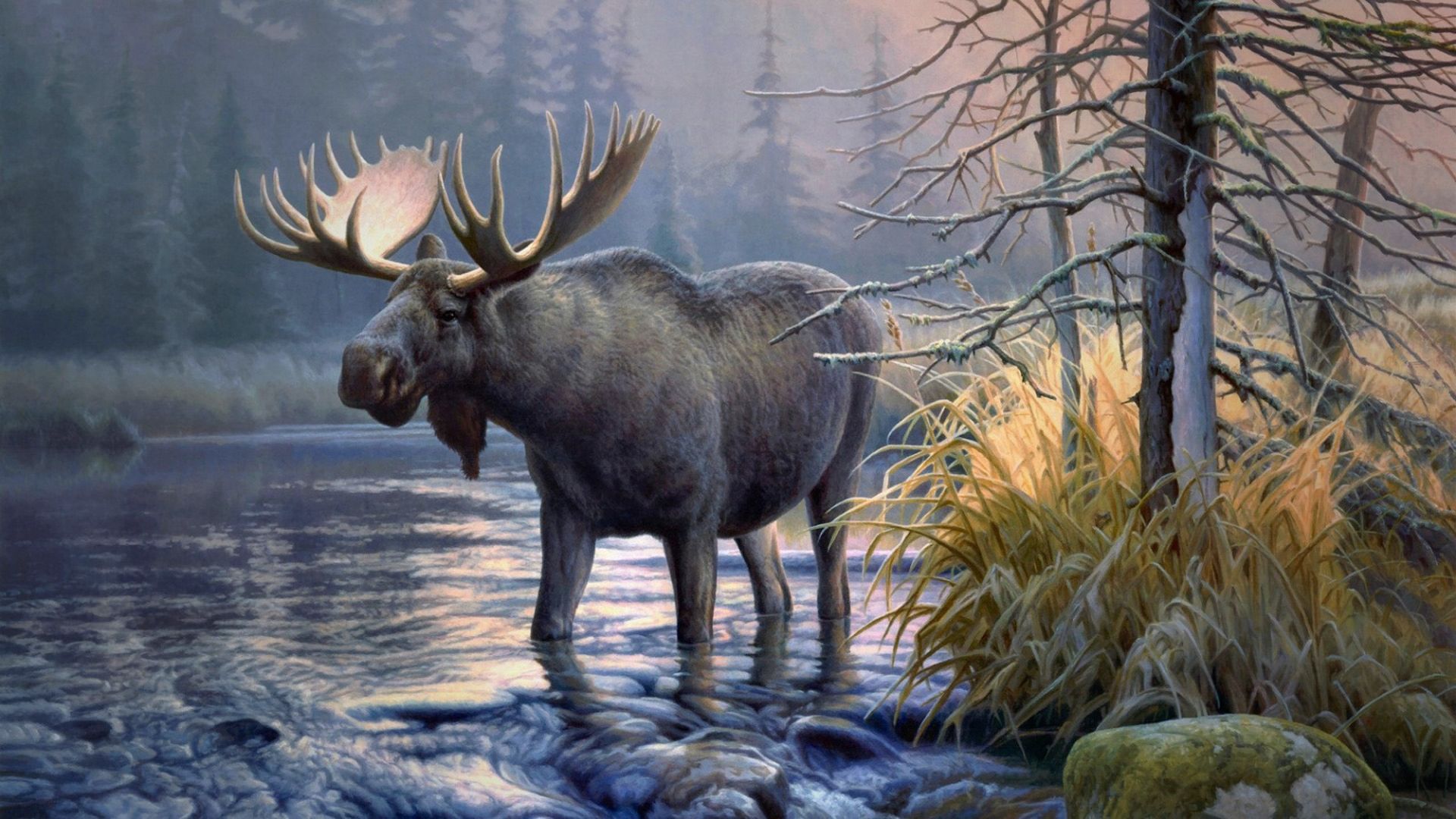 elk, Animals, Moose Wallpaper HD / Desktop and Mobile Background
