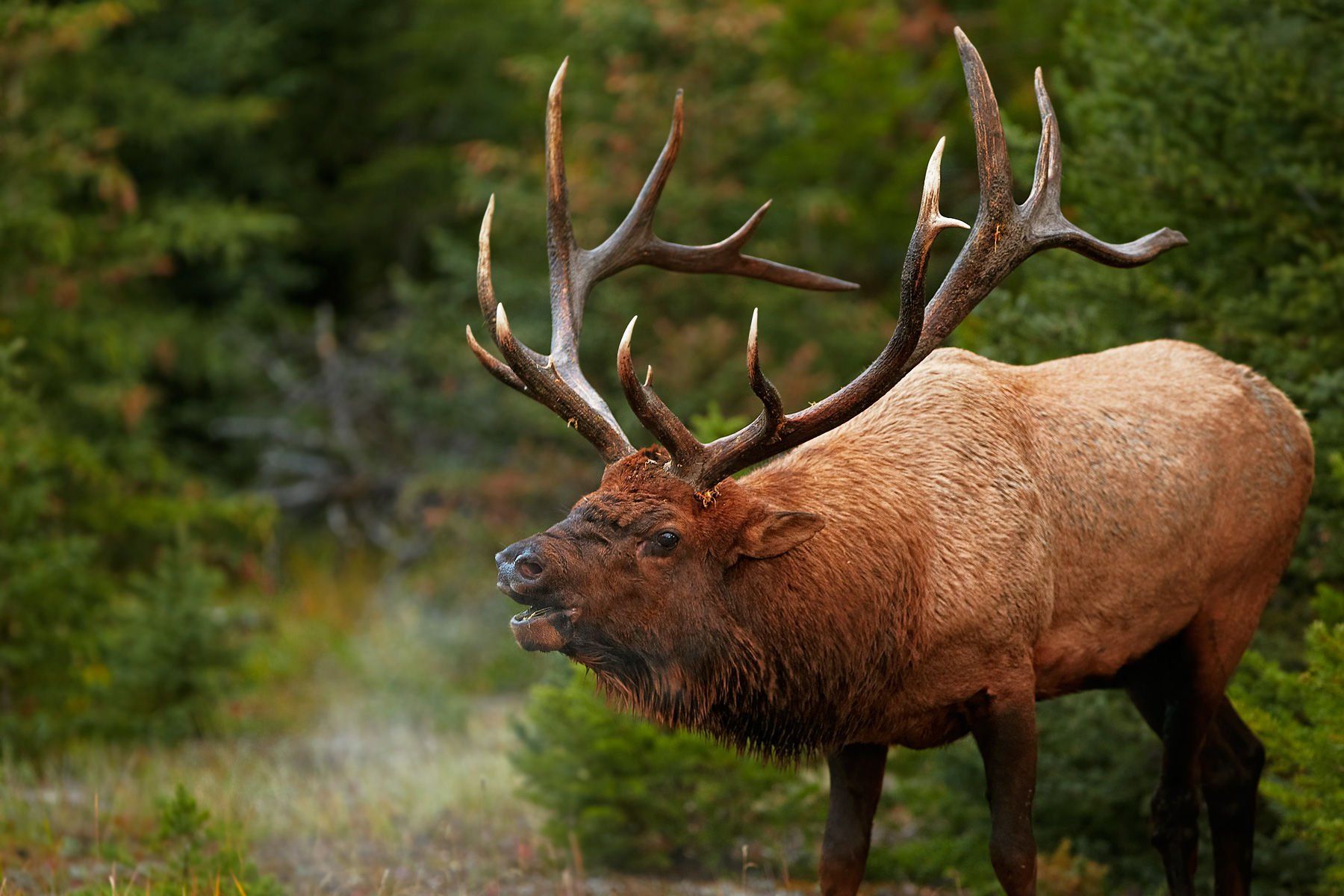 bull, Elk, Elks, Deer, 35 Wallpaper HD / Desktop and Mobile