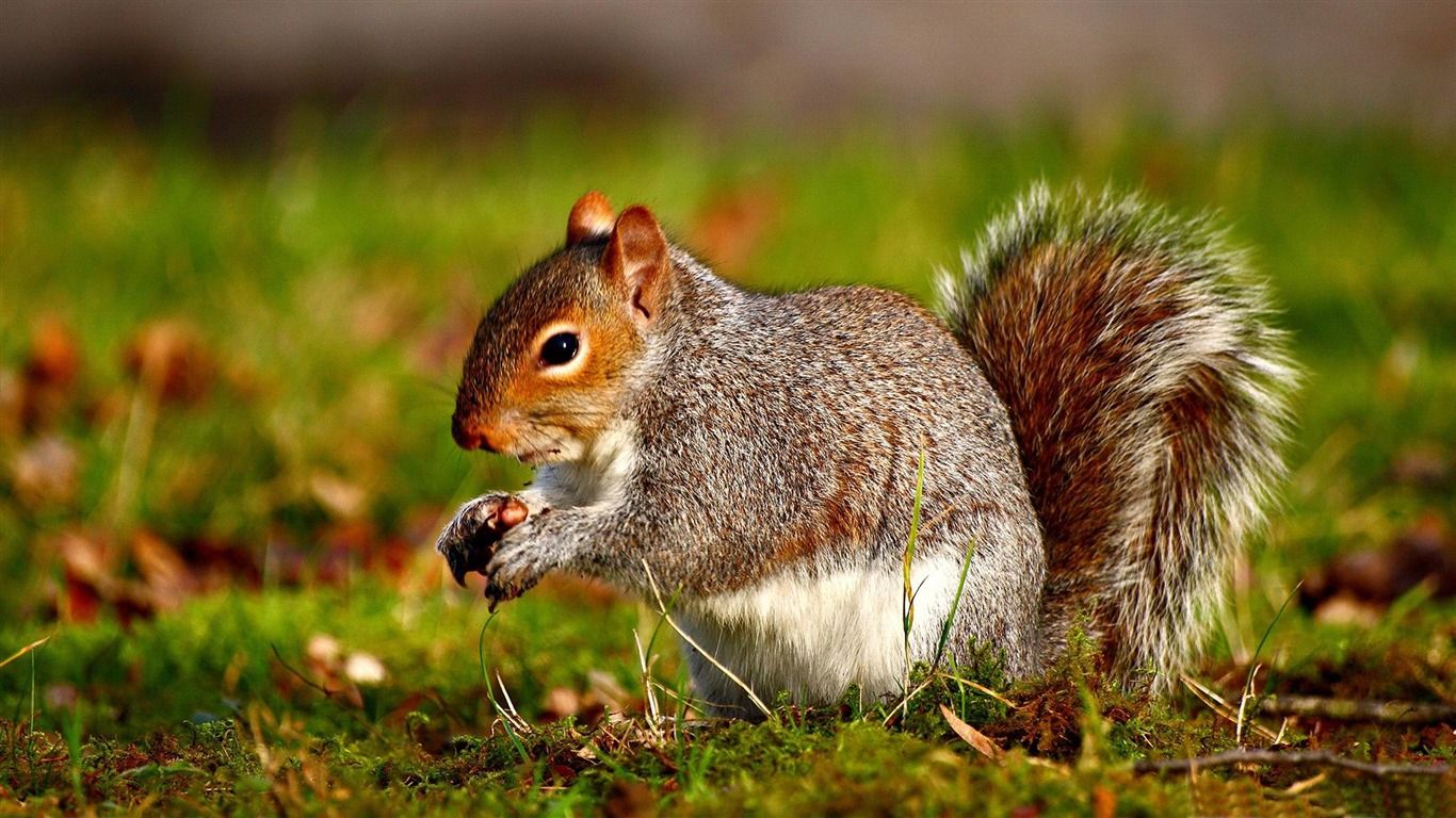 Free download squirrel Wild Animal HD Wallpaper 1366x768