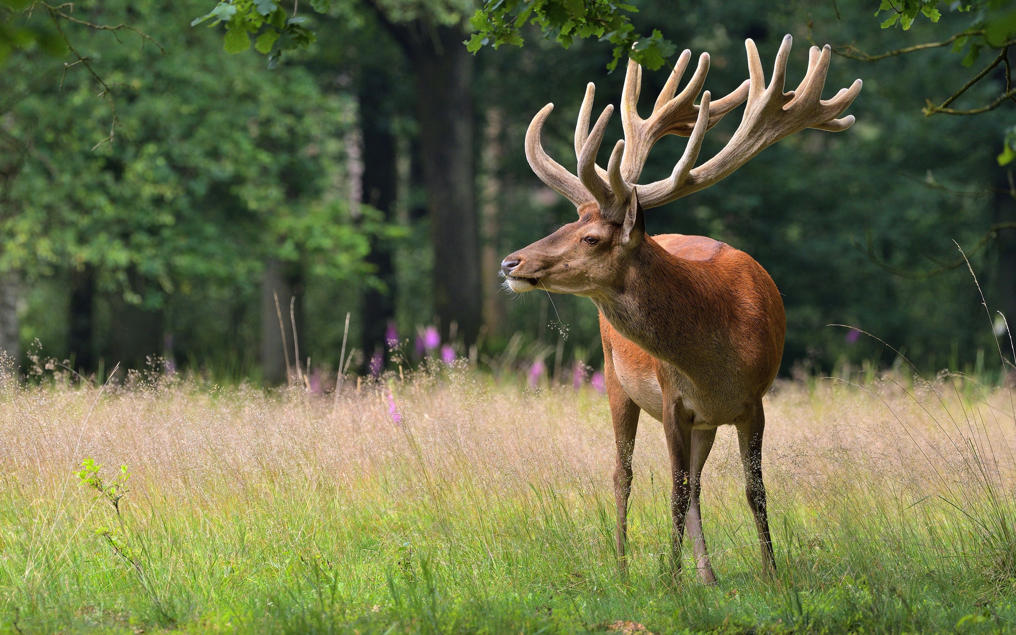 Wallpaper elk, grass, horn, antler, wildlife