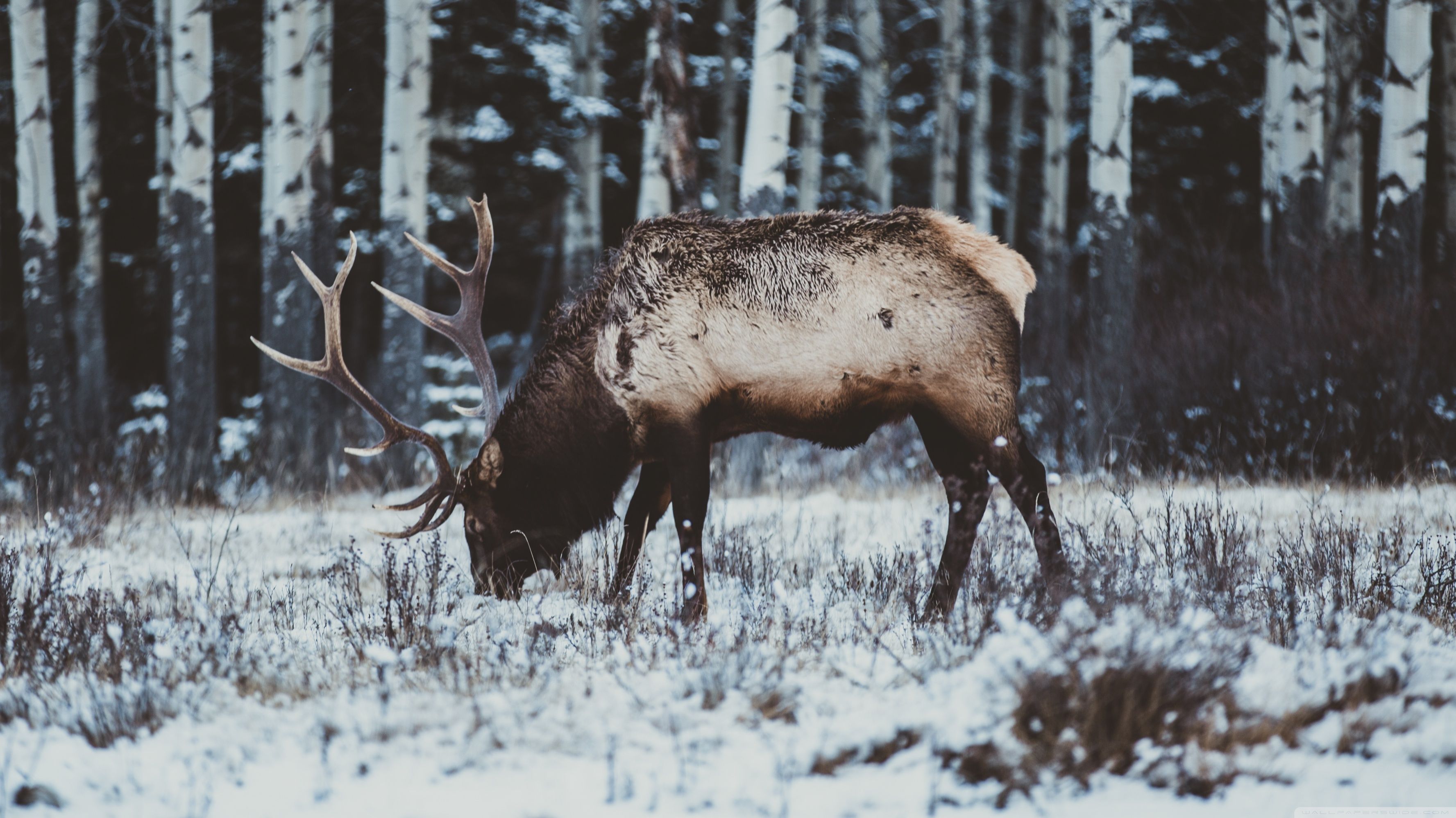 Elk in Snow, Winter Ultra HD Desktop Background Wallpaper for 4K