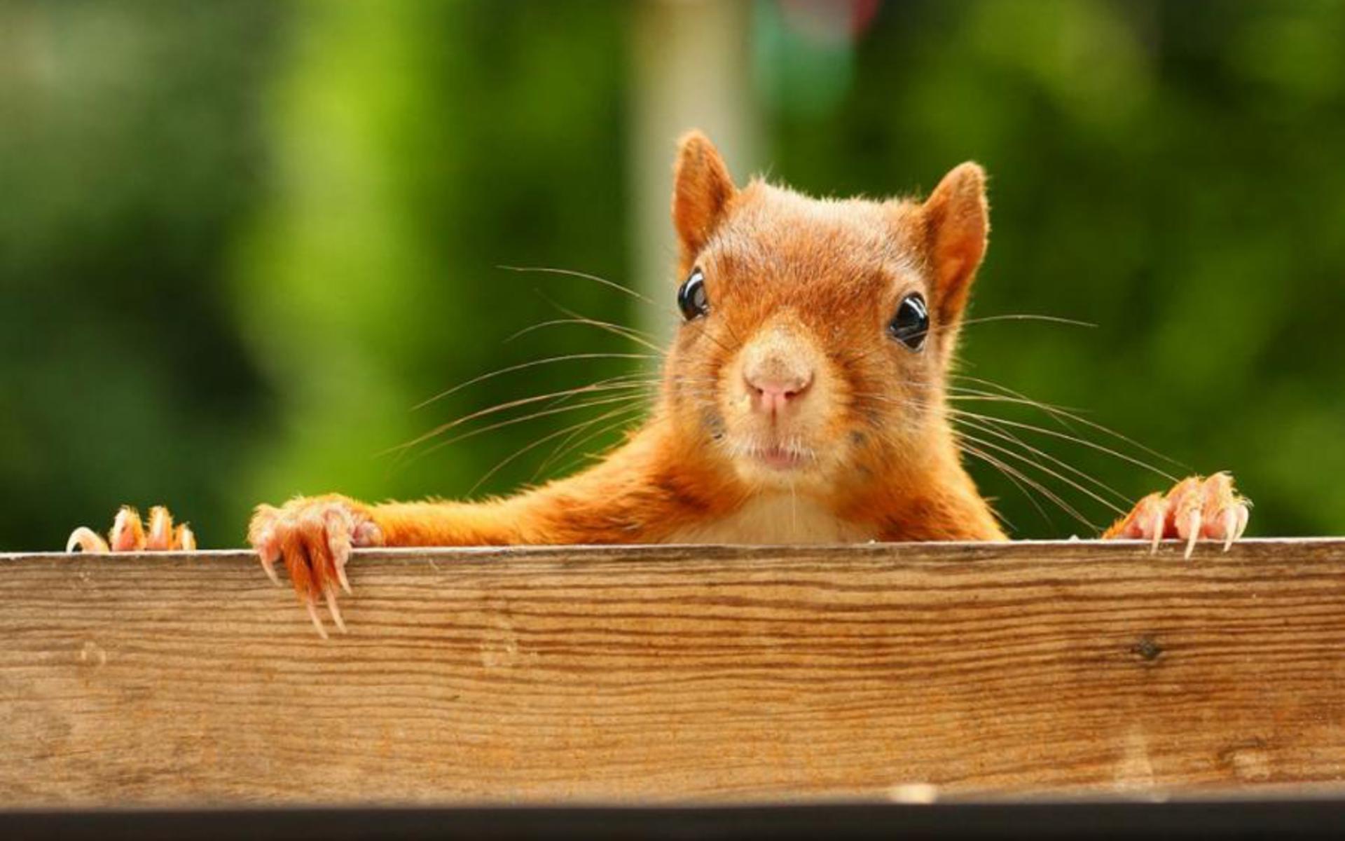 Squirrel Wallpaper HD