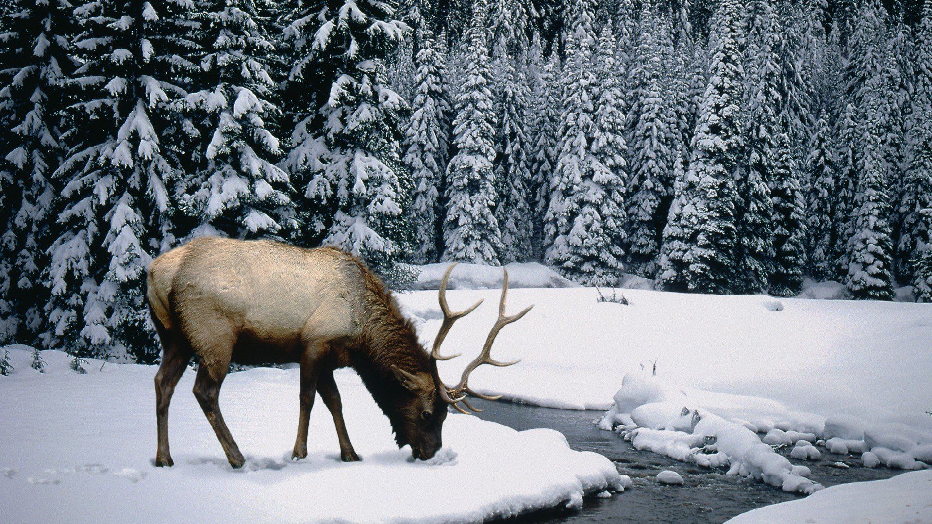 winter, Snow, Elk Wallpaper HD / Desktop and Mobile Background