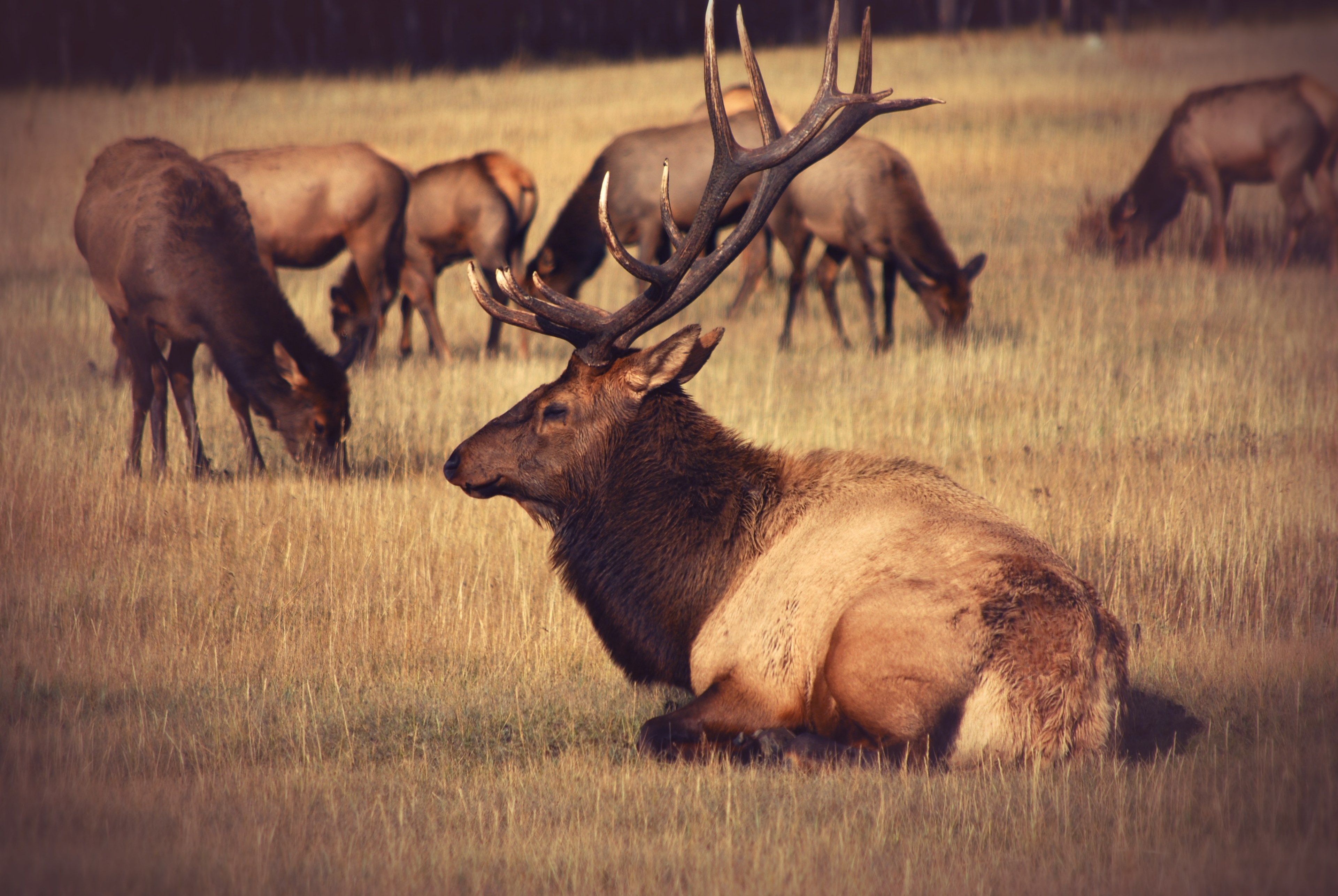 animal elk antler and caribou HD 4k wallpaper and background
