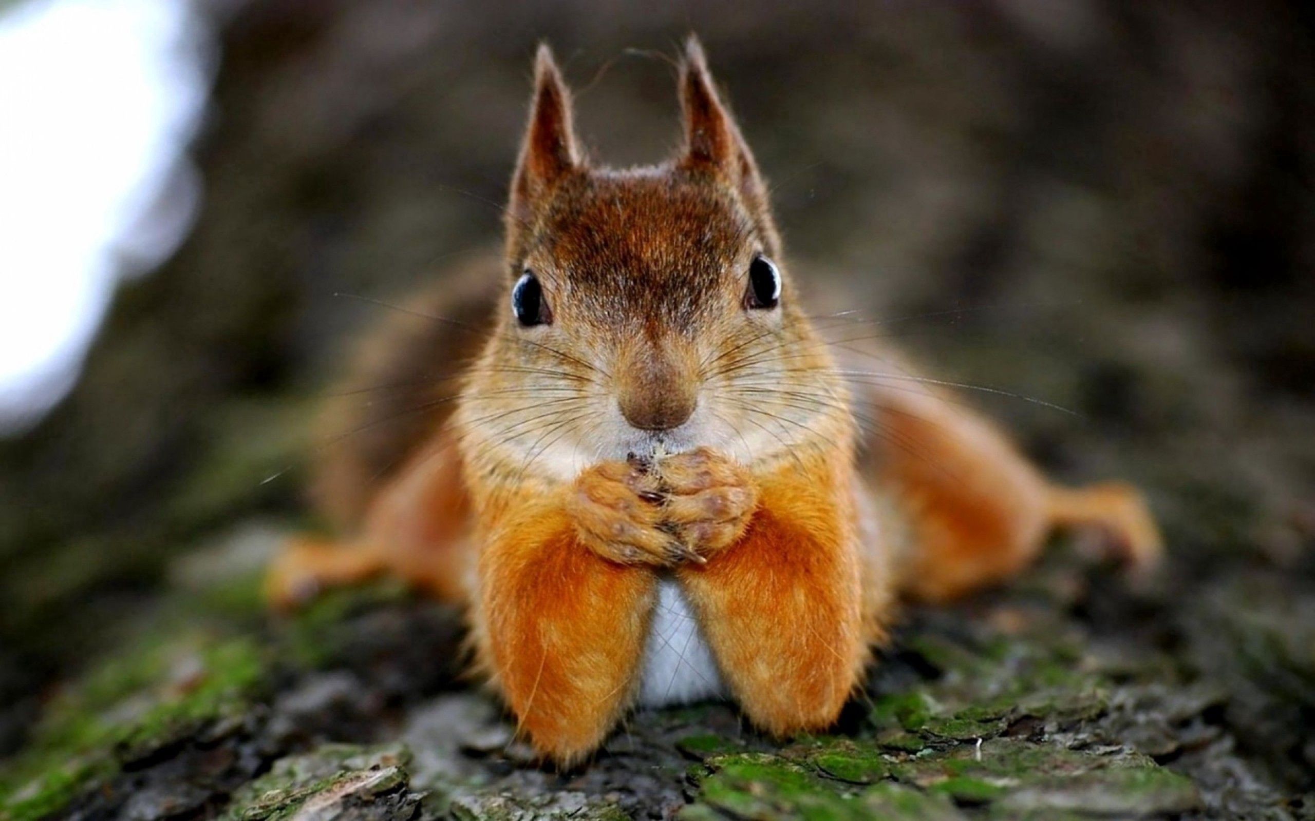 Animal Squirrel HD Wallpapers - Wallpaper Cave