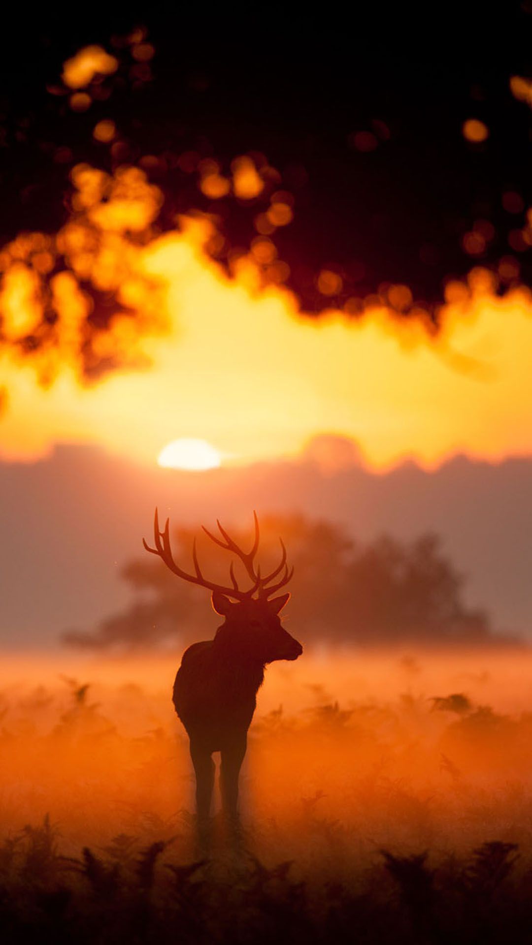 Elk Animal Wandering Sunset Grassland iPhone 8 Wallpaper Free