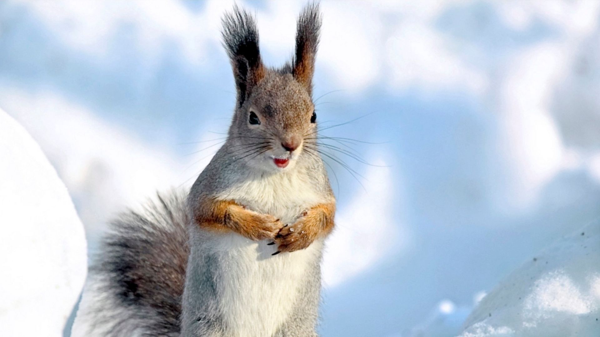 Download wallpaper 1920x1080 squirrel, snow, winter, animal full