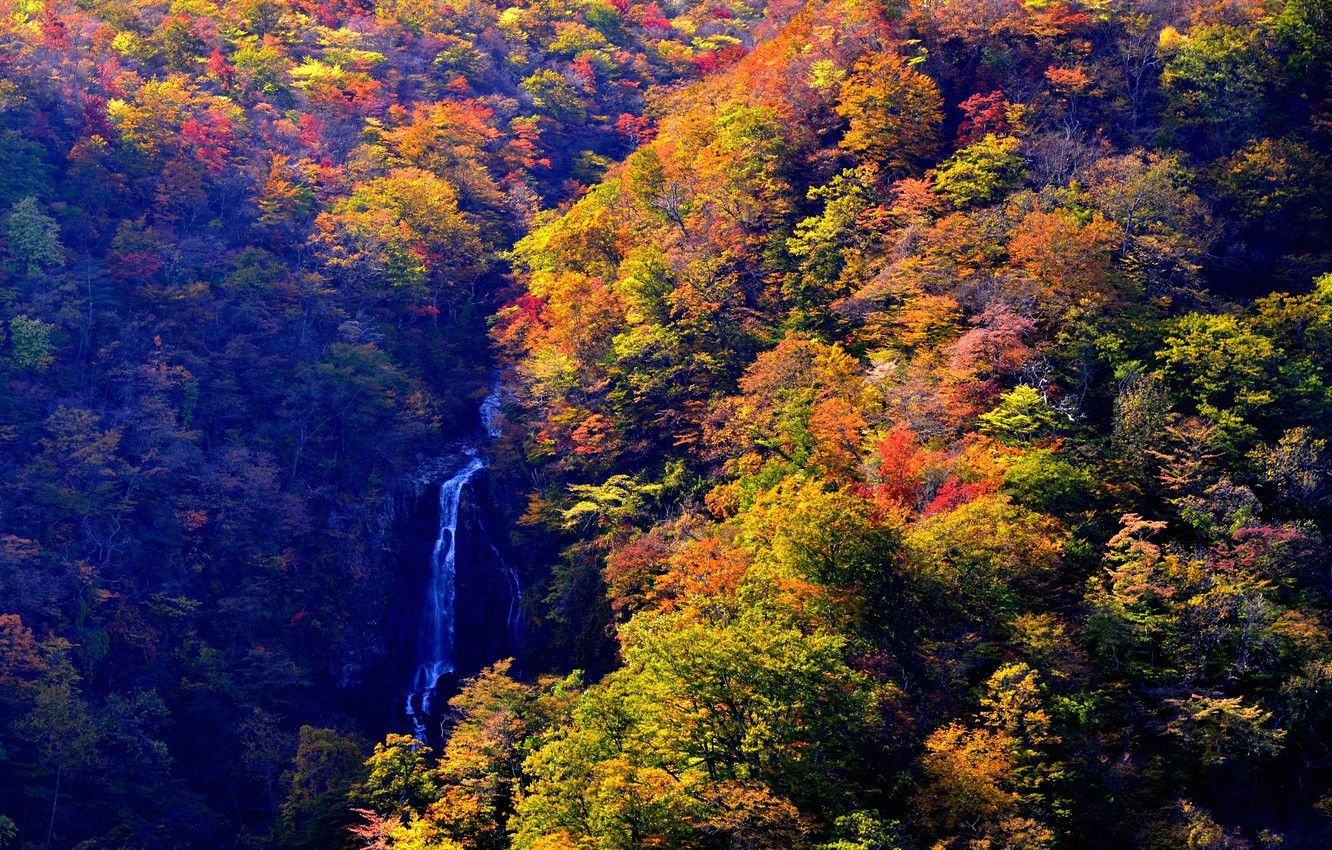 Wallpaper autumn, forest, the sun, trees, stream, waterfall, Japan