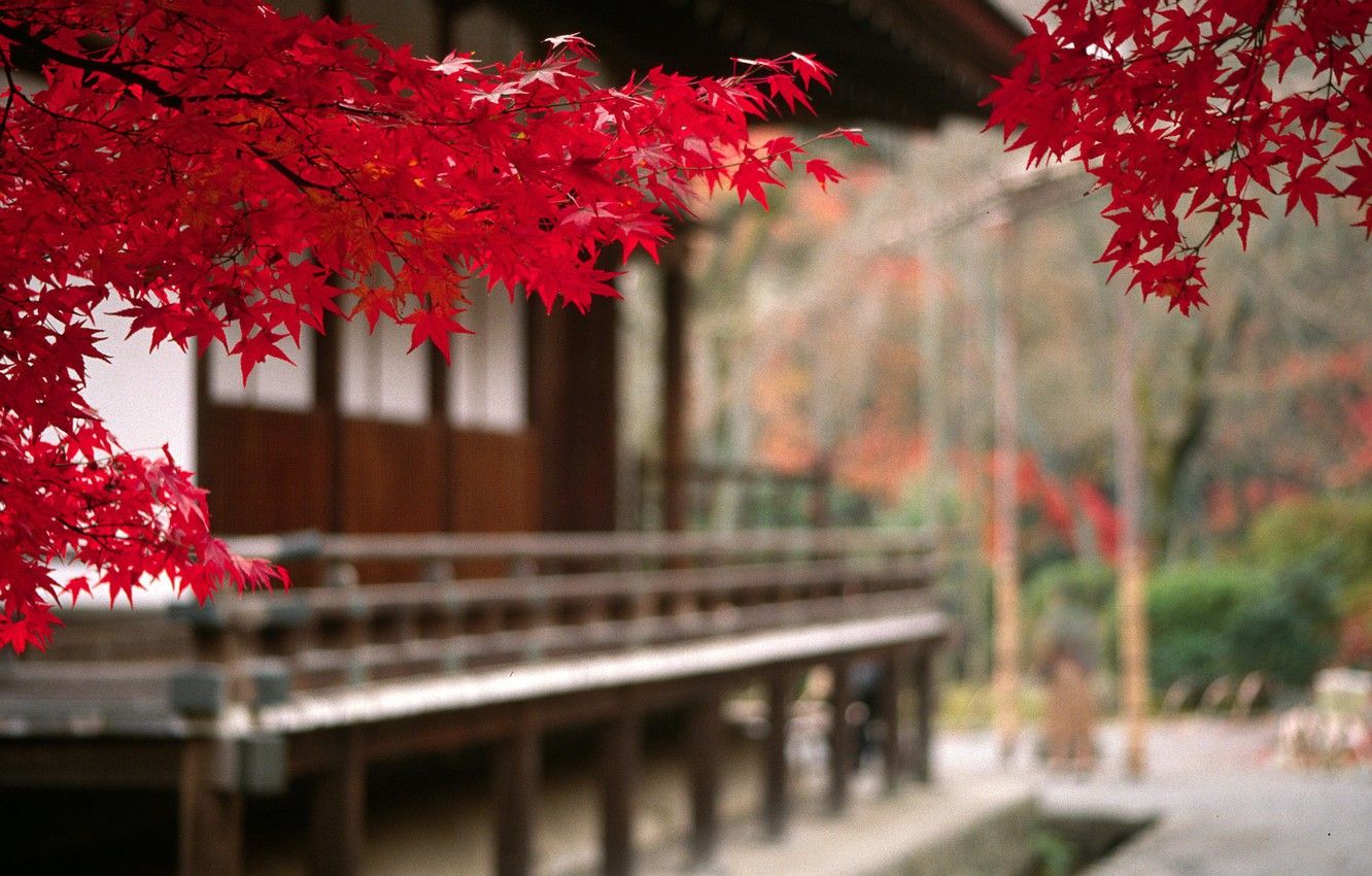 Wallpaper autumn, Japan, blur, Japan, maple leaves image for desktop, section природа