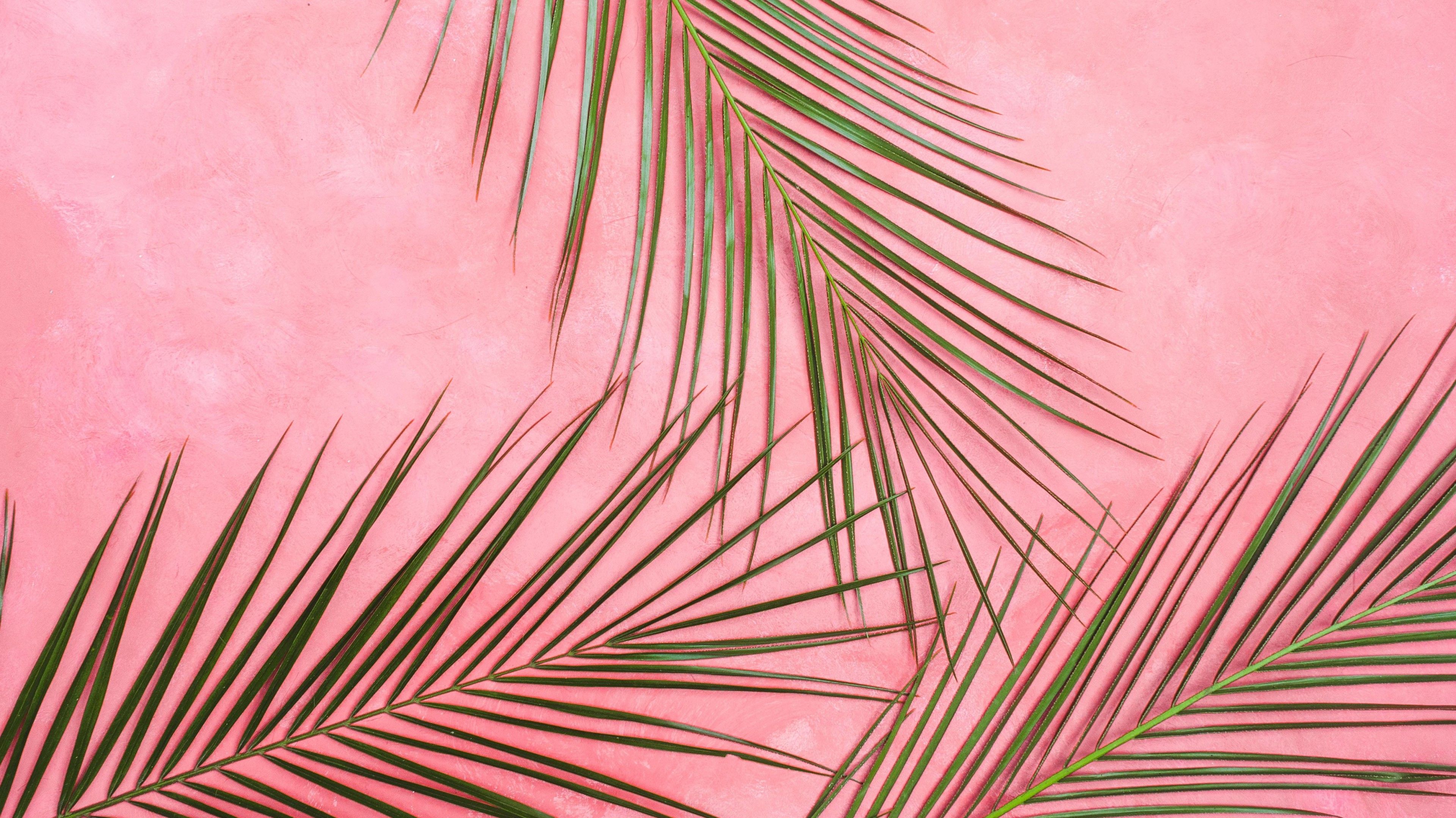 wallpaper palm tree, branches, pastel, leaves, minimalism HD