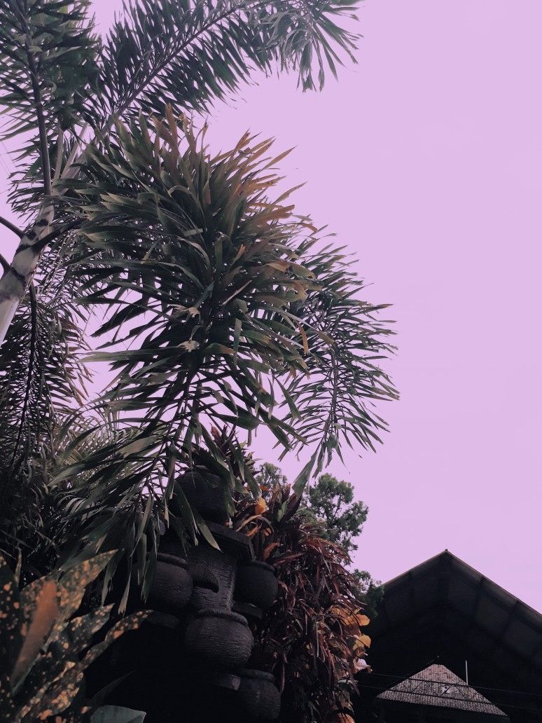 wallpaper #palm #palmtree #summer #tropical #pink #indonesia #sun