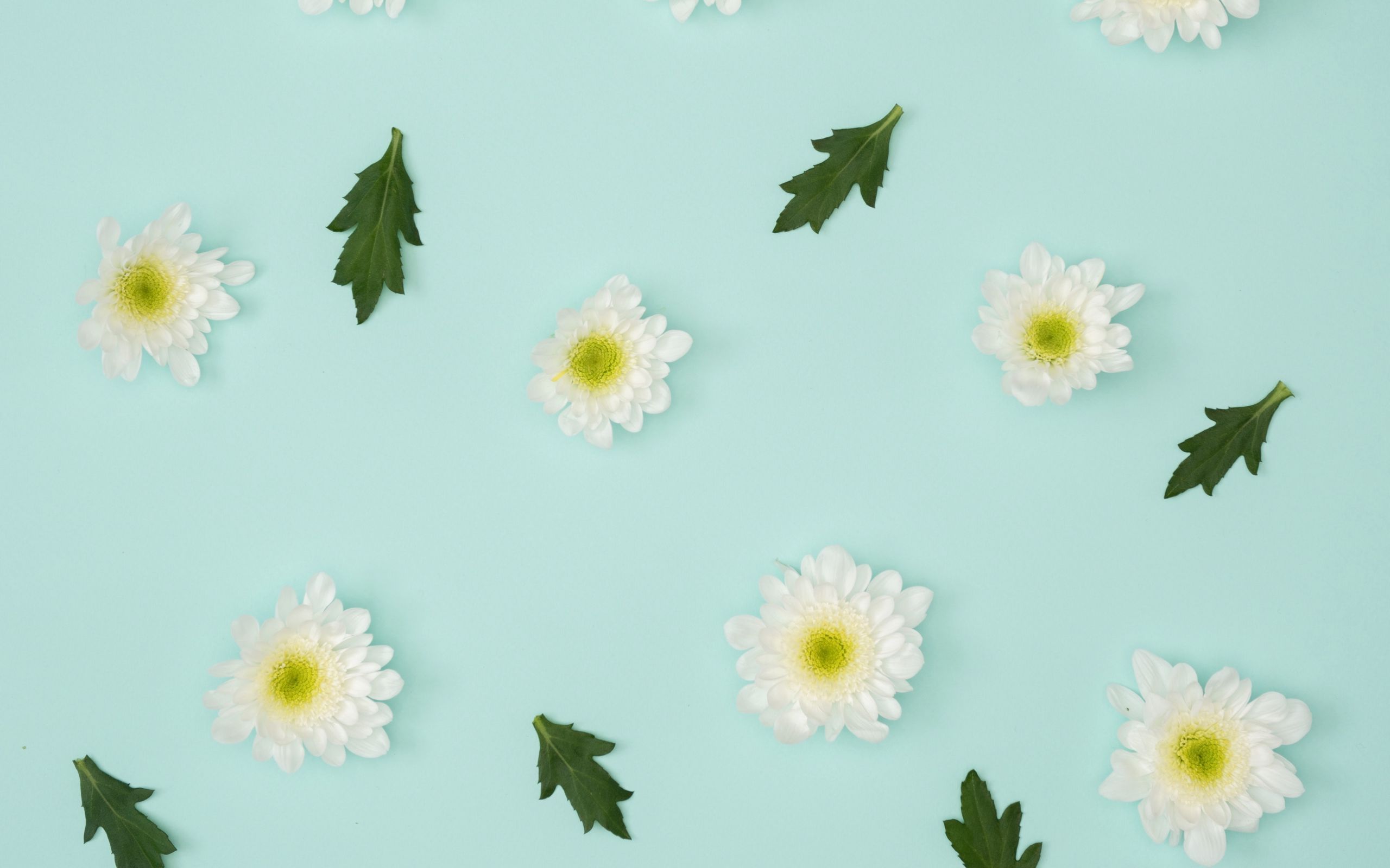 Download wallpaper 2560x1600 chamomile, leaves, minimalism, pastel
